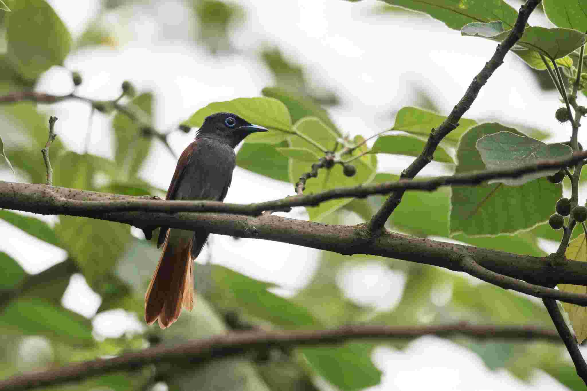 Paradise Flycatcher - Đớp ruồi thiên đường