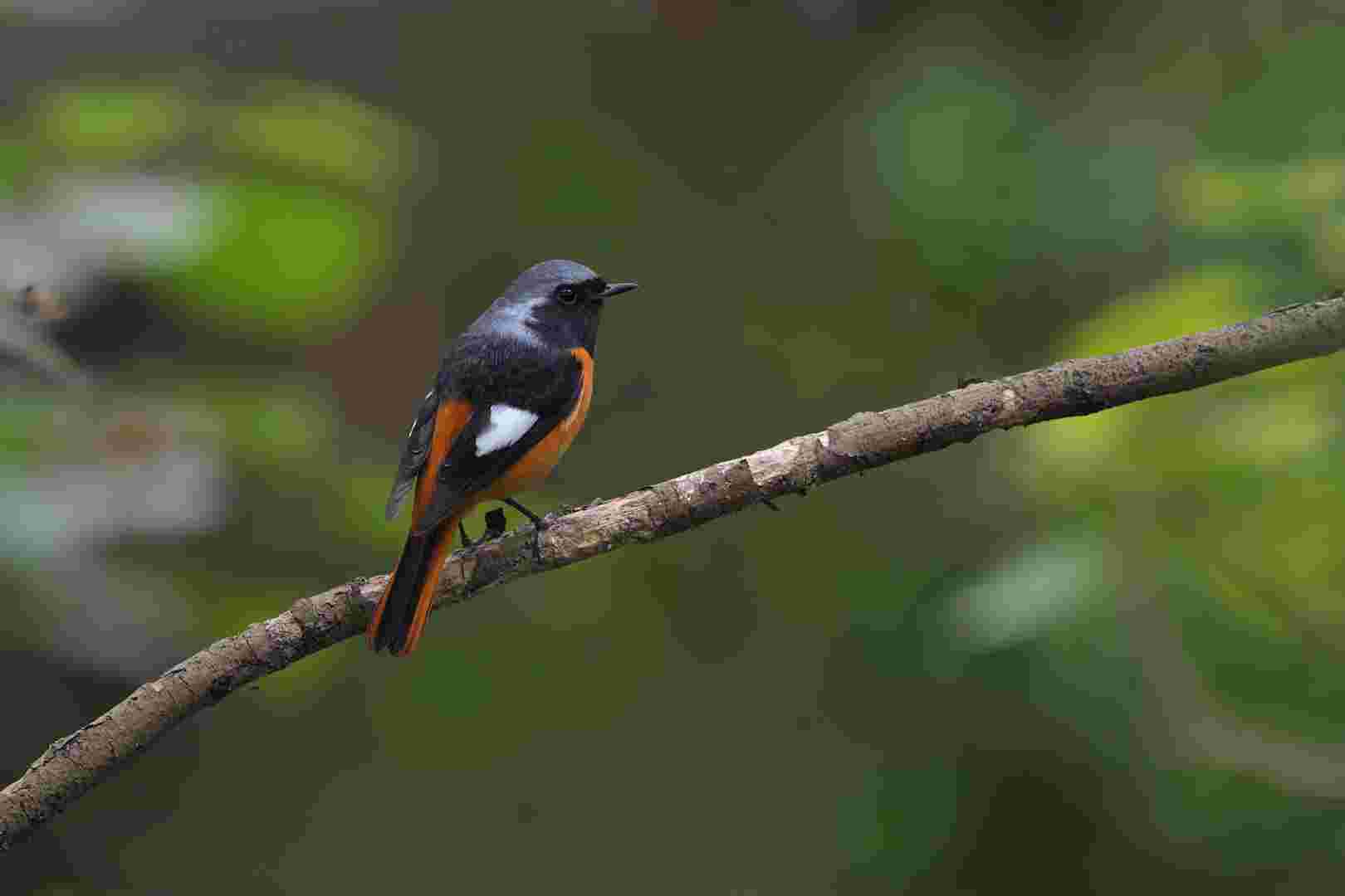 Daurian Redstart