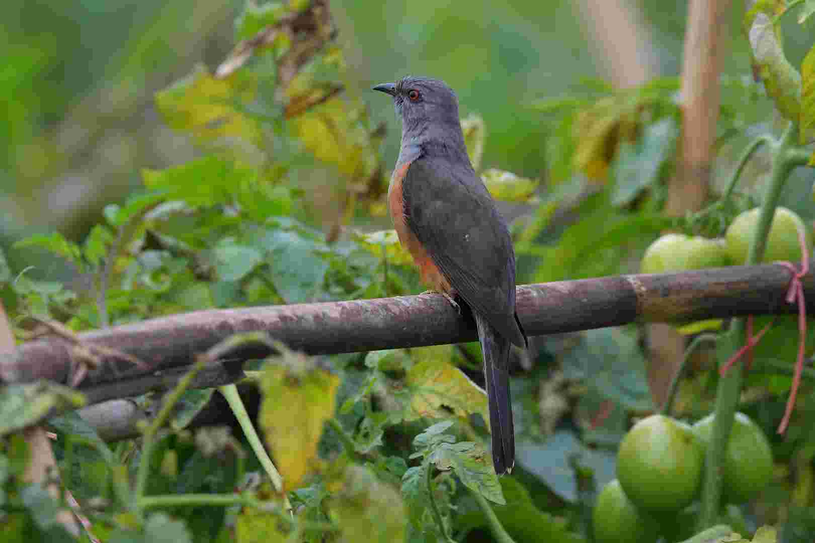 Plaintive cuckoo - Tìm Vịt