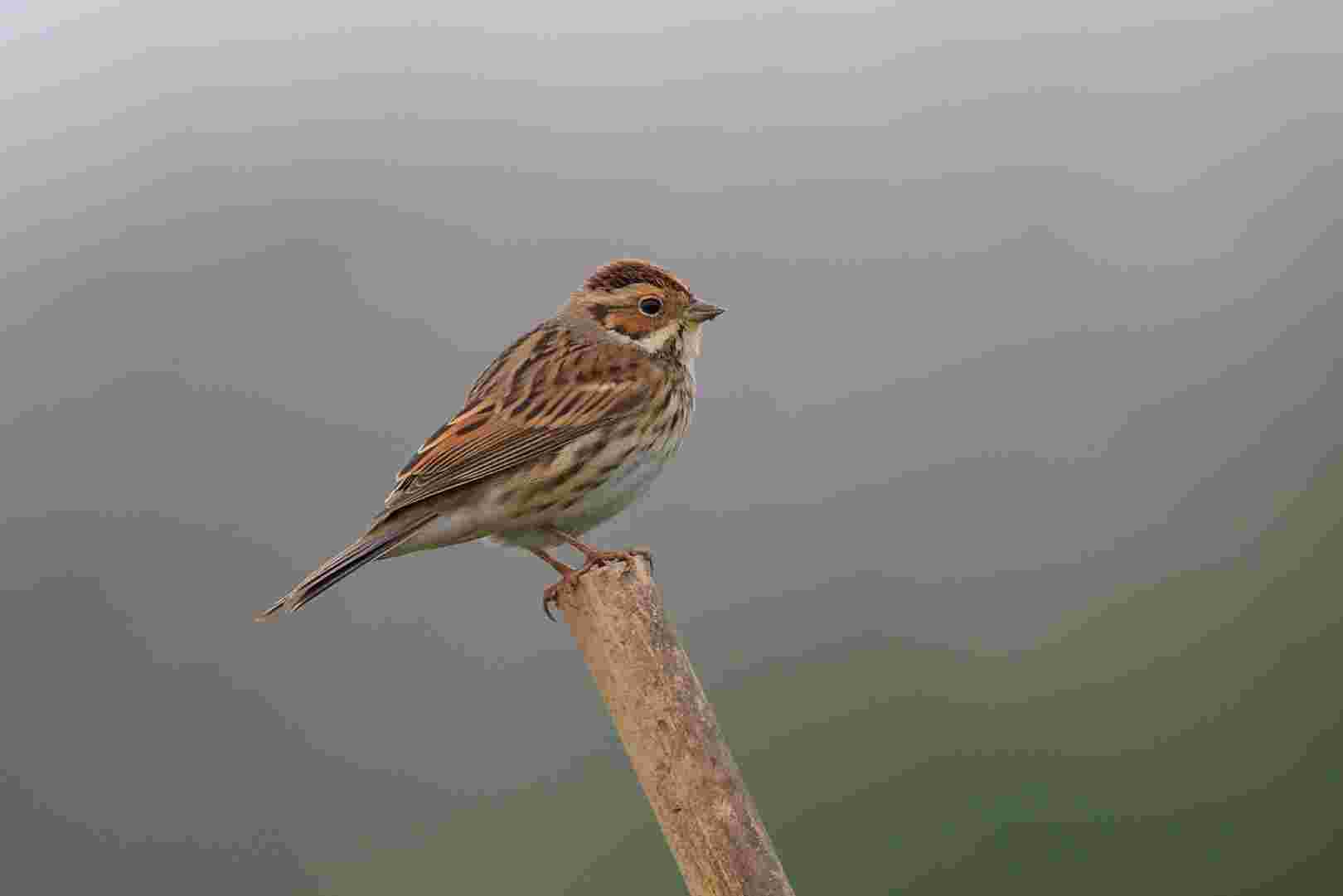 Chestnut-eared bunting - Sẻ đồng đầu xám