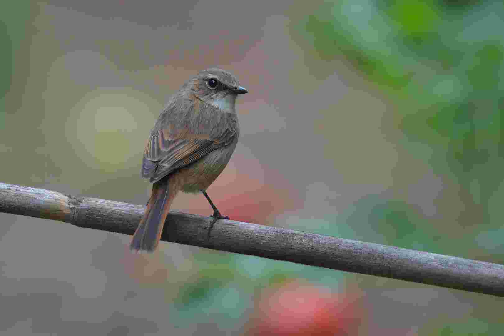 Grey Bushchat - Sẻ bụi xám