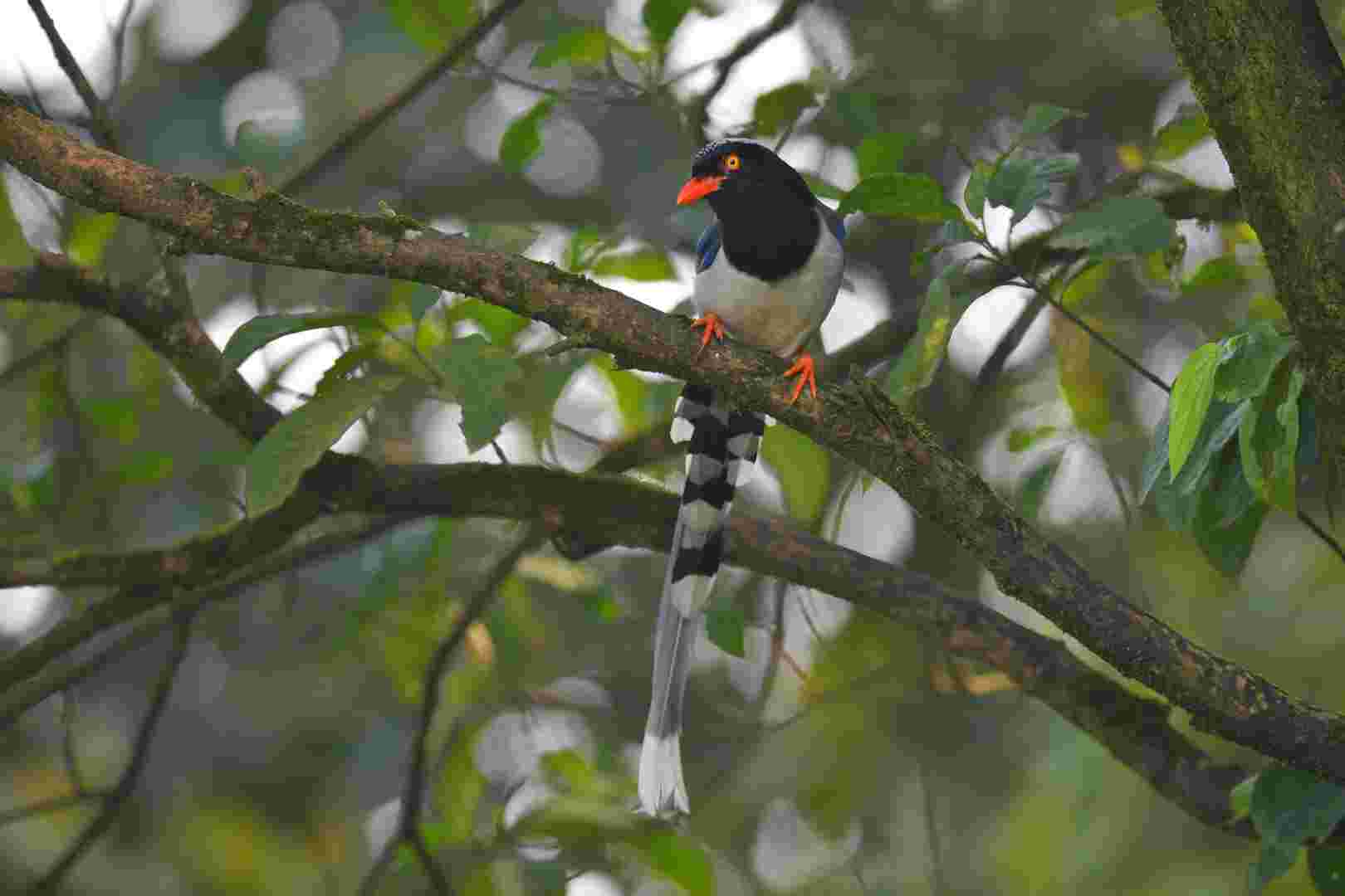 Red-billed Blue Magpie - Giẻ cùi