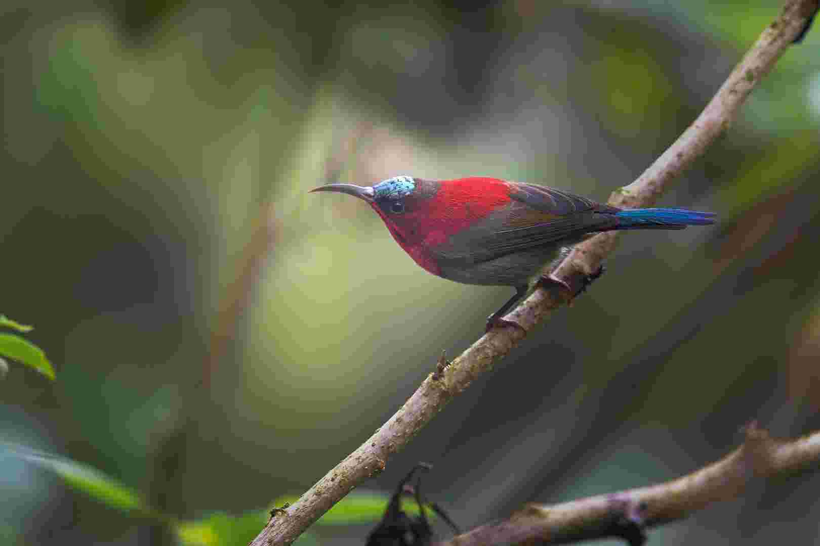 Crimson sunbird - Hút mật đỏ