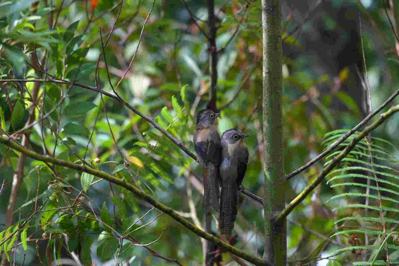 Black-crowned Barwing - Khướu vằn đầu đen