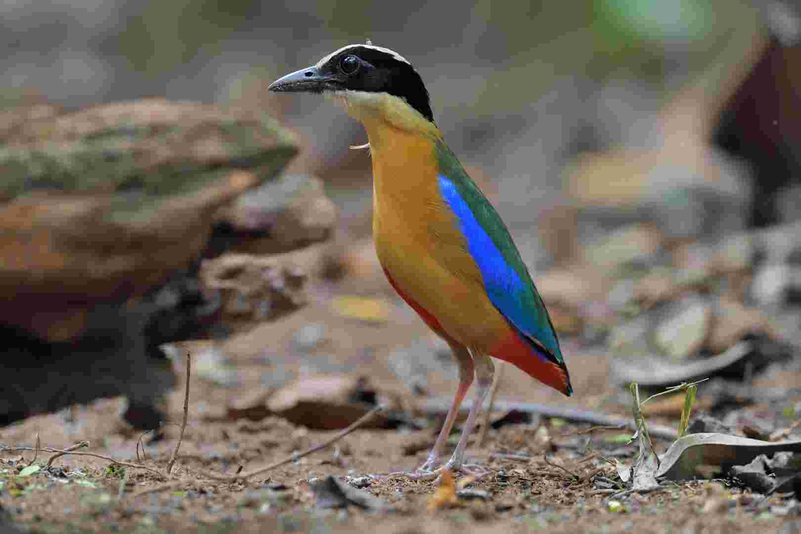 BLUE-WINGED PITTA