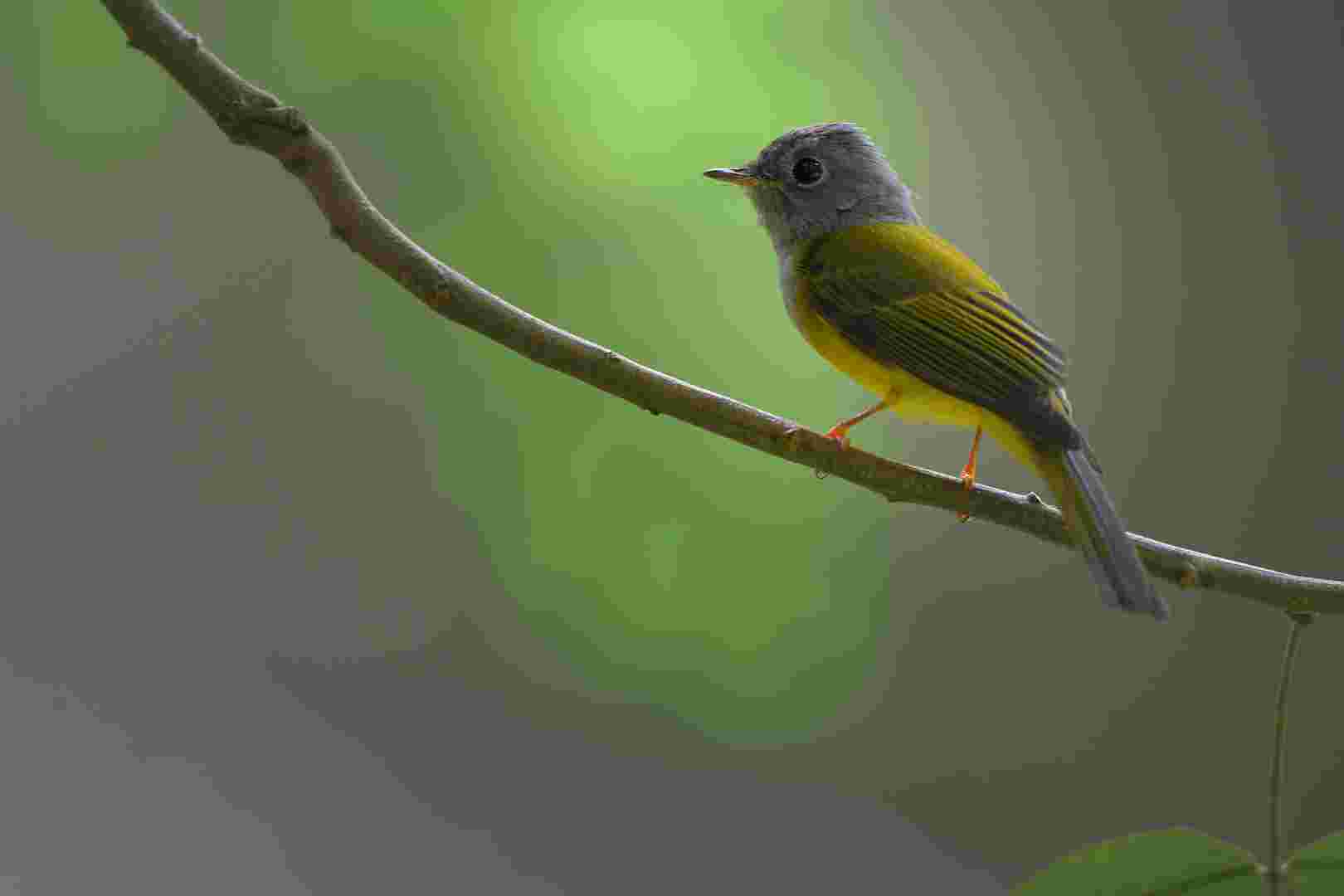 Grey-headed canary-flycatcher - Đớp ruồi đầu xám