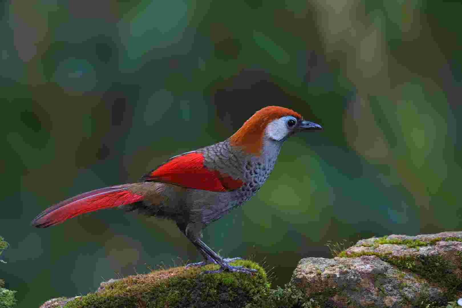 Red-tailed Laughingthrush - Khướu đuôi đỏ