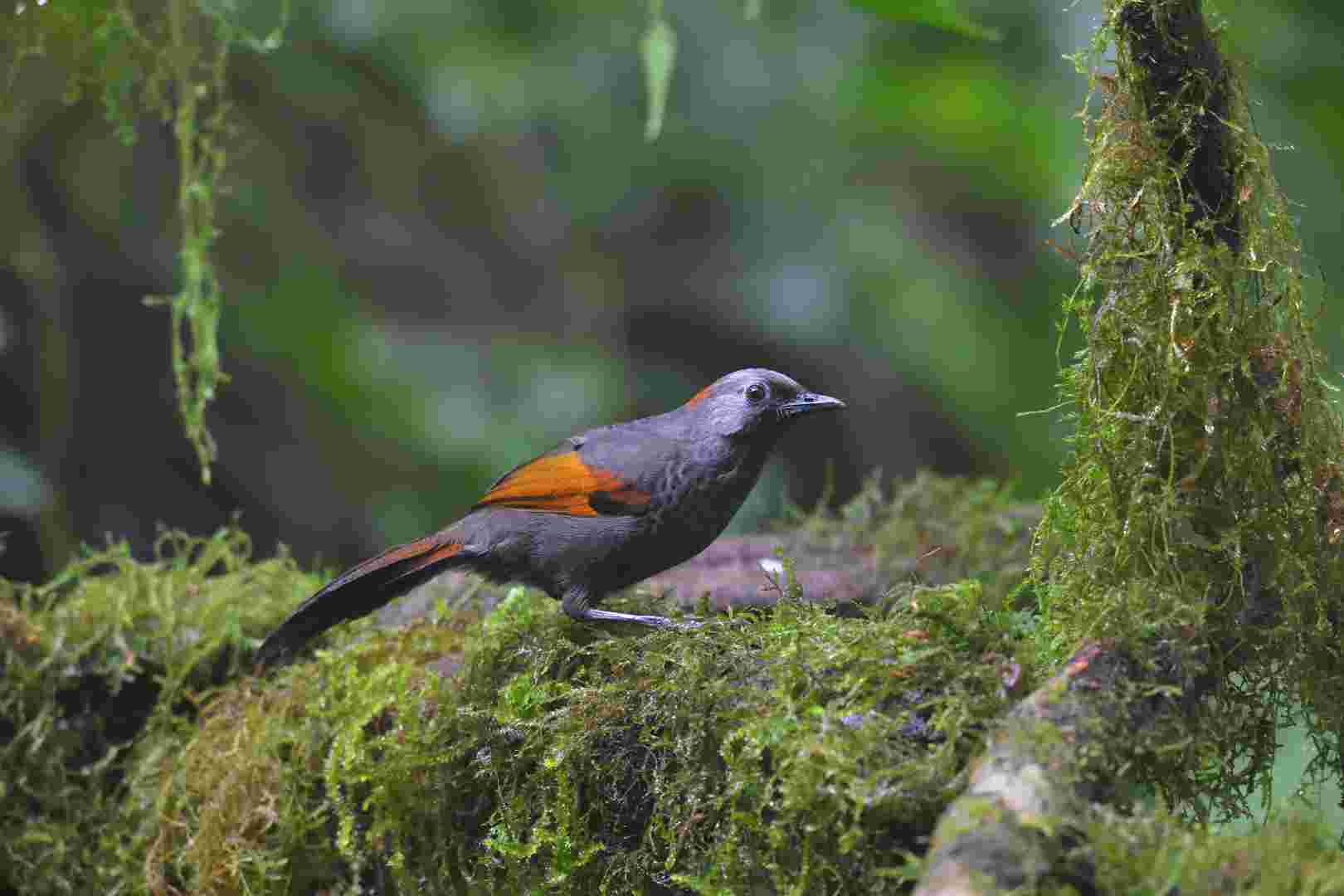 Golden-winged Laughingthrush - Khướu Ngọc Linh