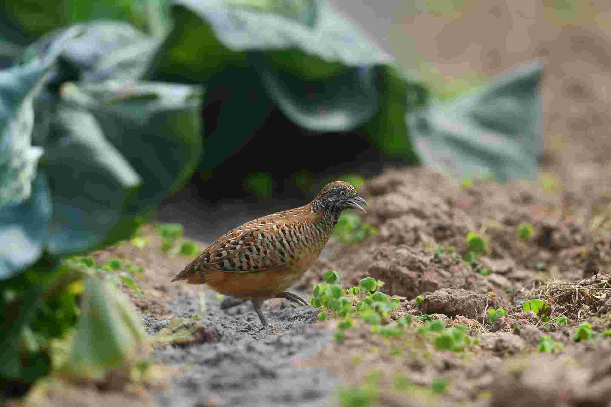 Barred Button Quail - Cun cút vằn