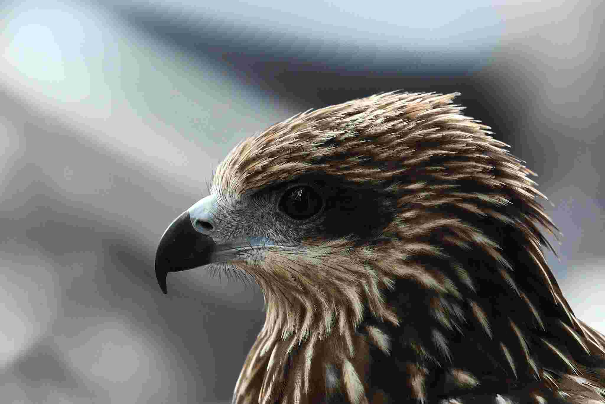 Black Kite