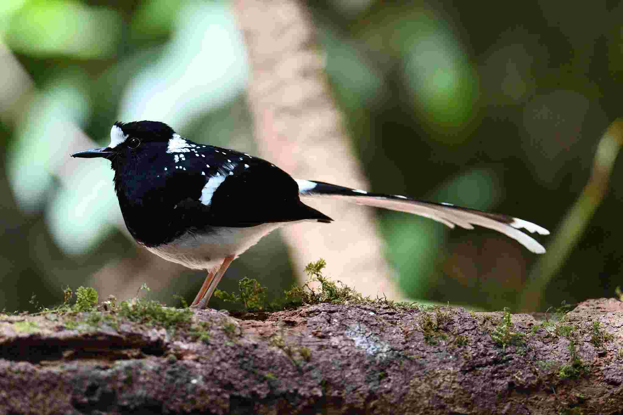 Forktail - Chích choè nước