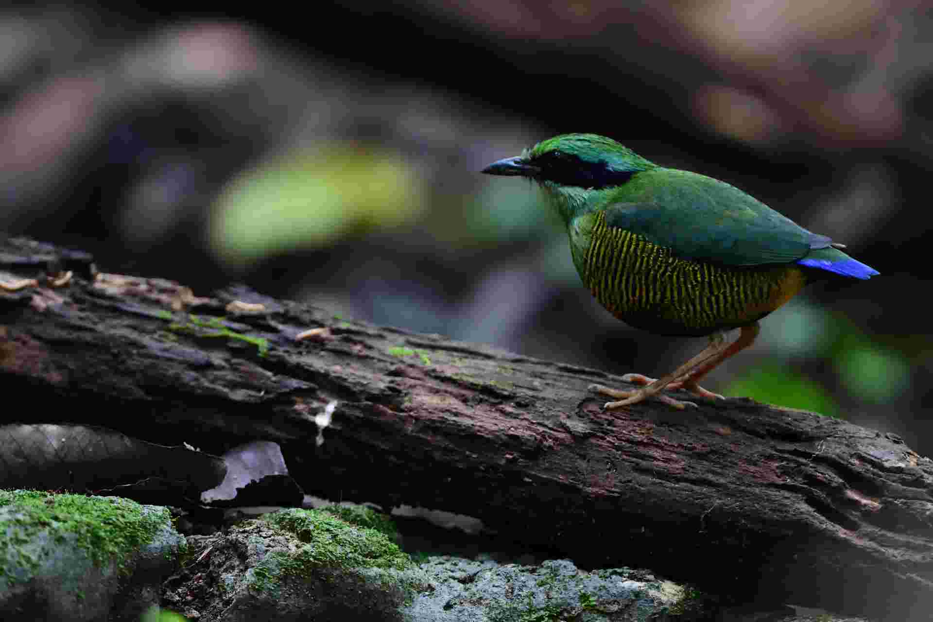 Bar-bellied Pitta - Male