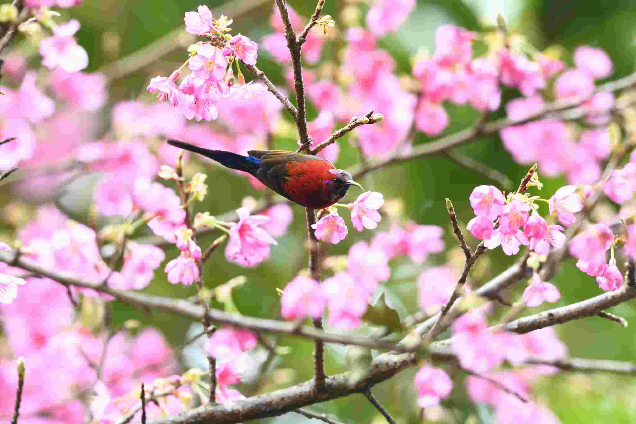 Mrs. Gould's SunBird - Male