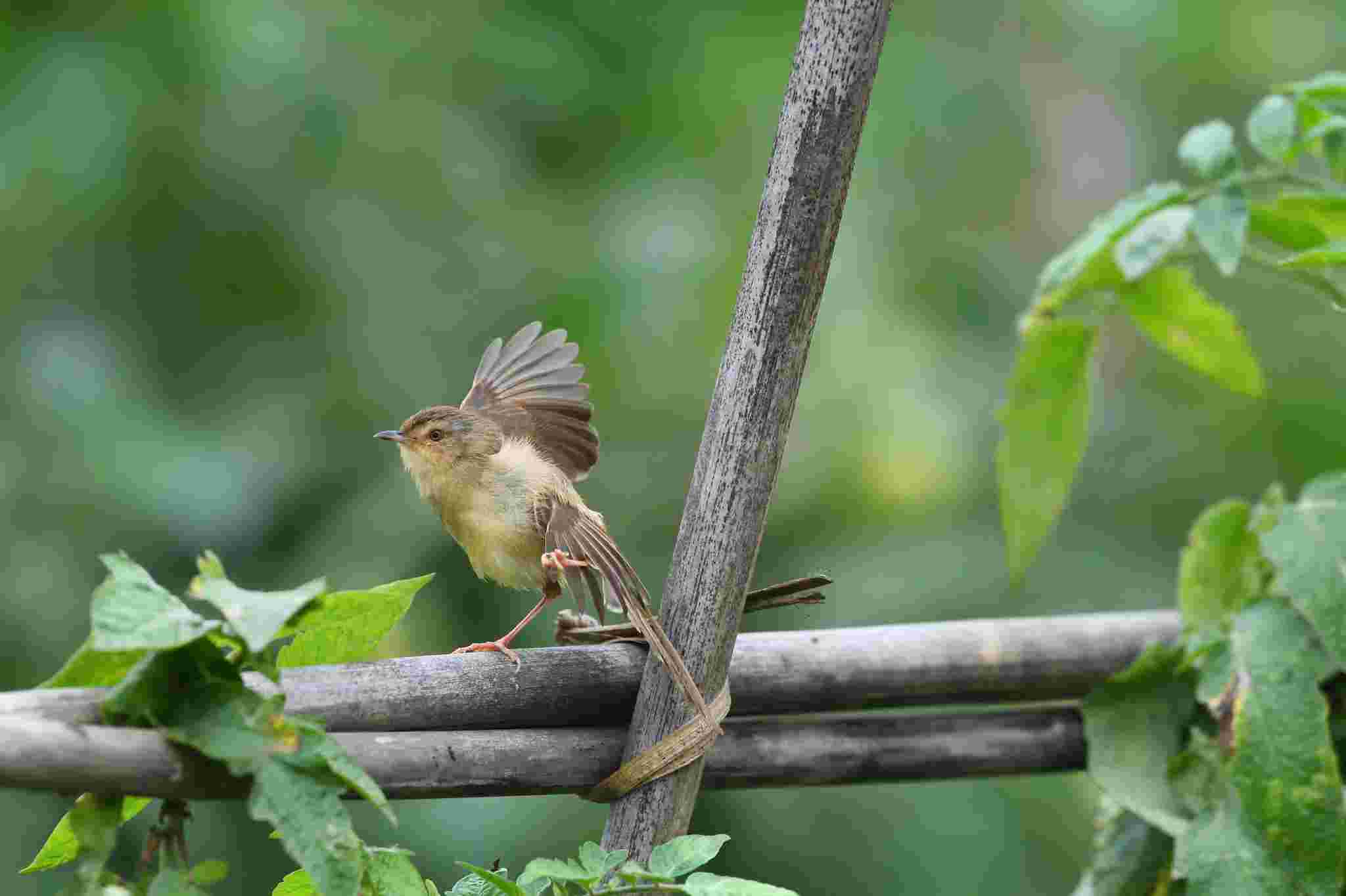 Cisticolidae - Chiền Chiện