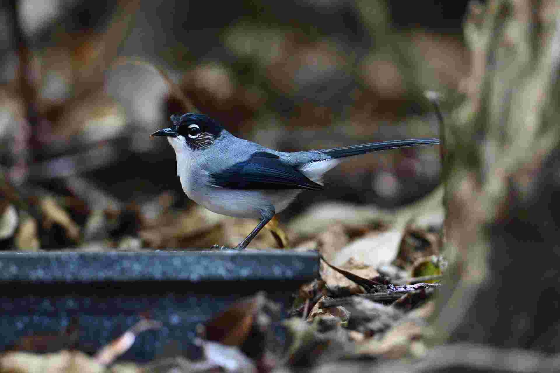 Black-headed Sibia - Bạch Mi