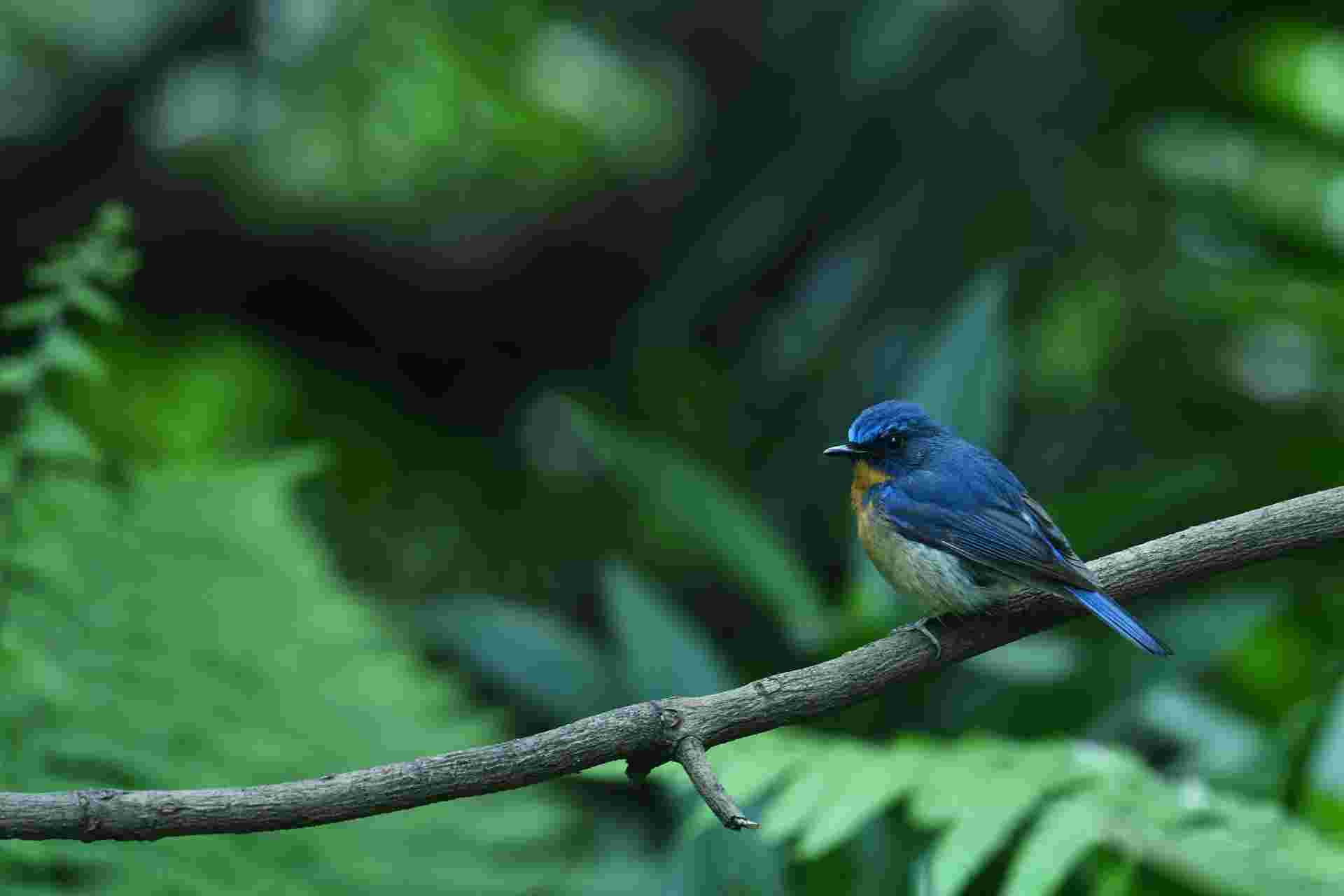 Hill Blue Flycatcher - Male