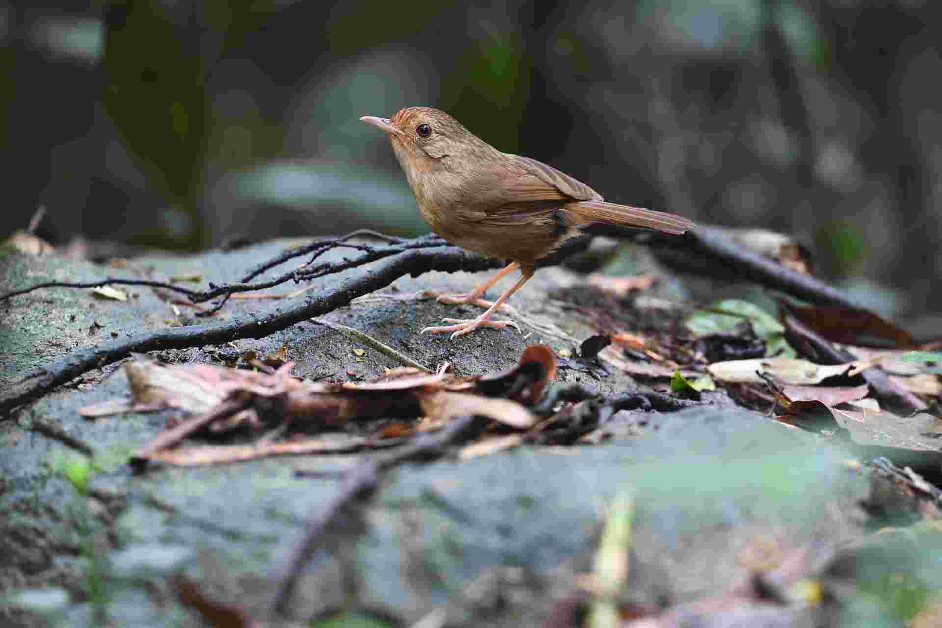 Buff-breasted Babbler - Chuối tiêu đất