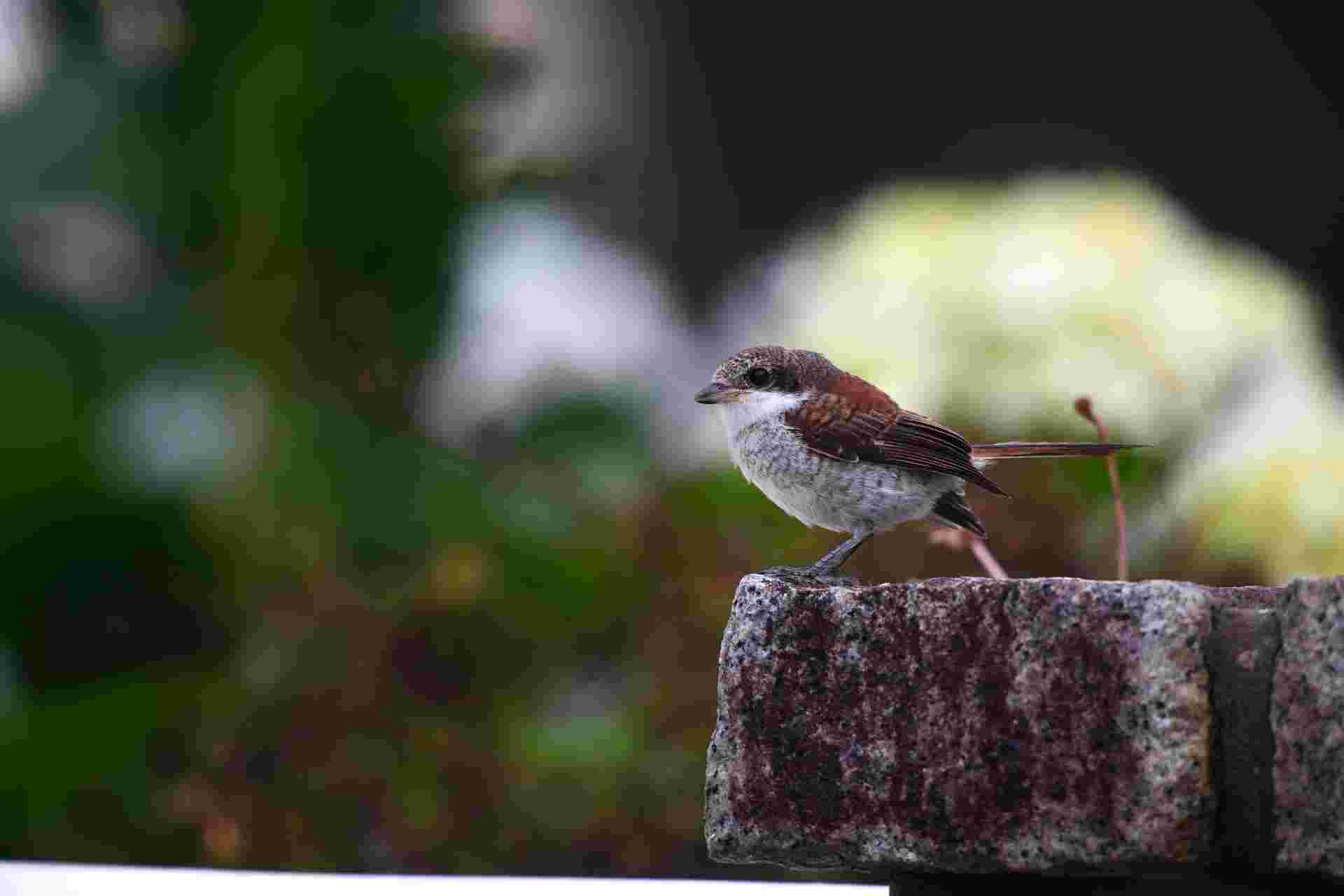 Burmese Shrike