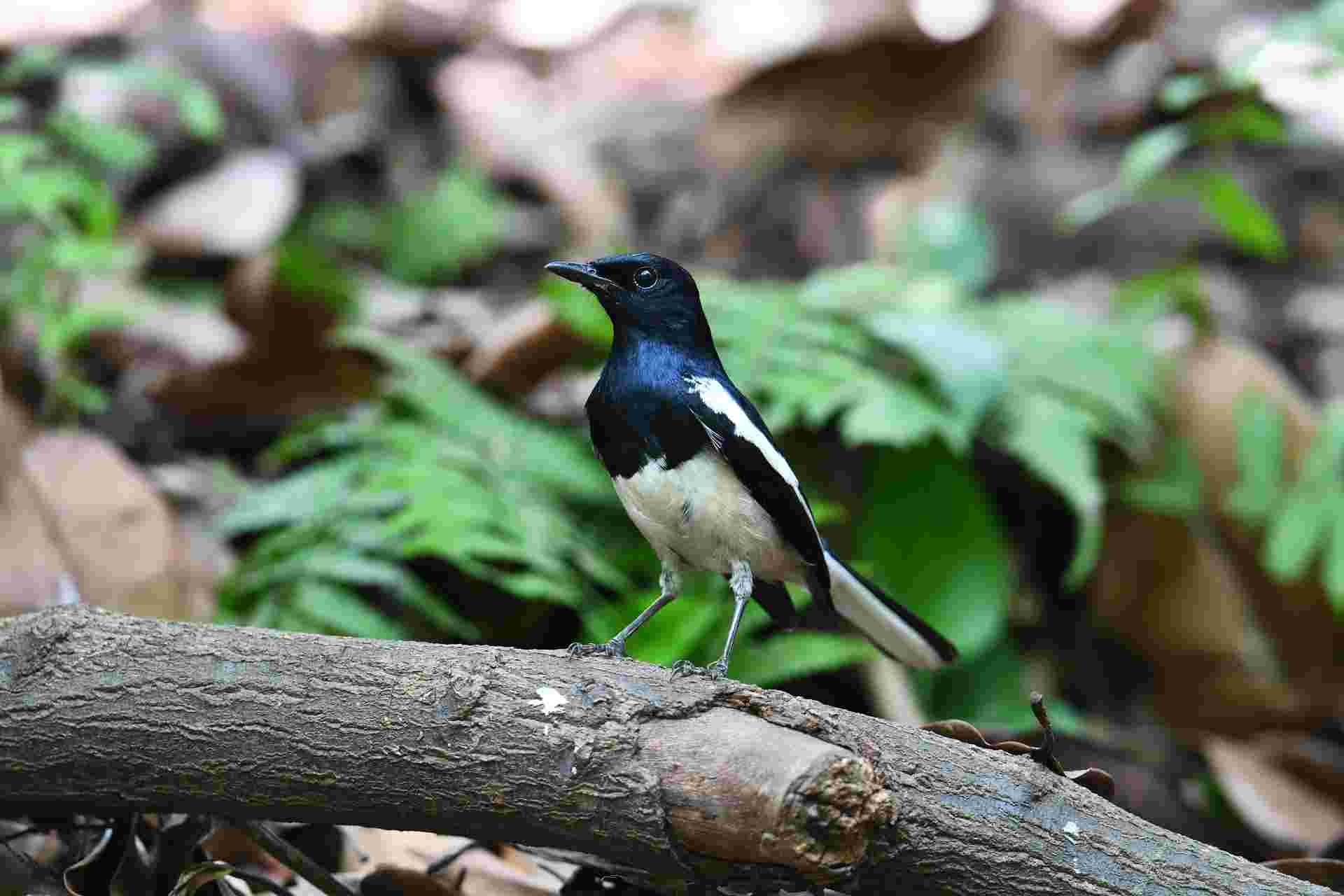 ORIENTAL MAGPIE-ROBIN - Chích choè than