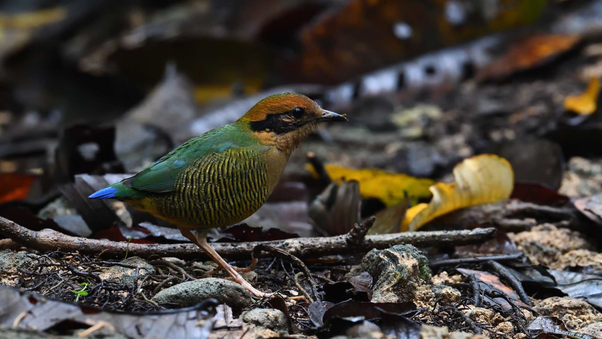 Bar-bellied Pitta - Female