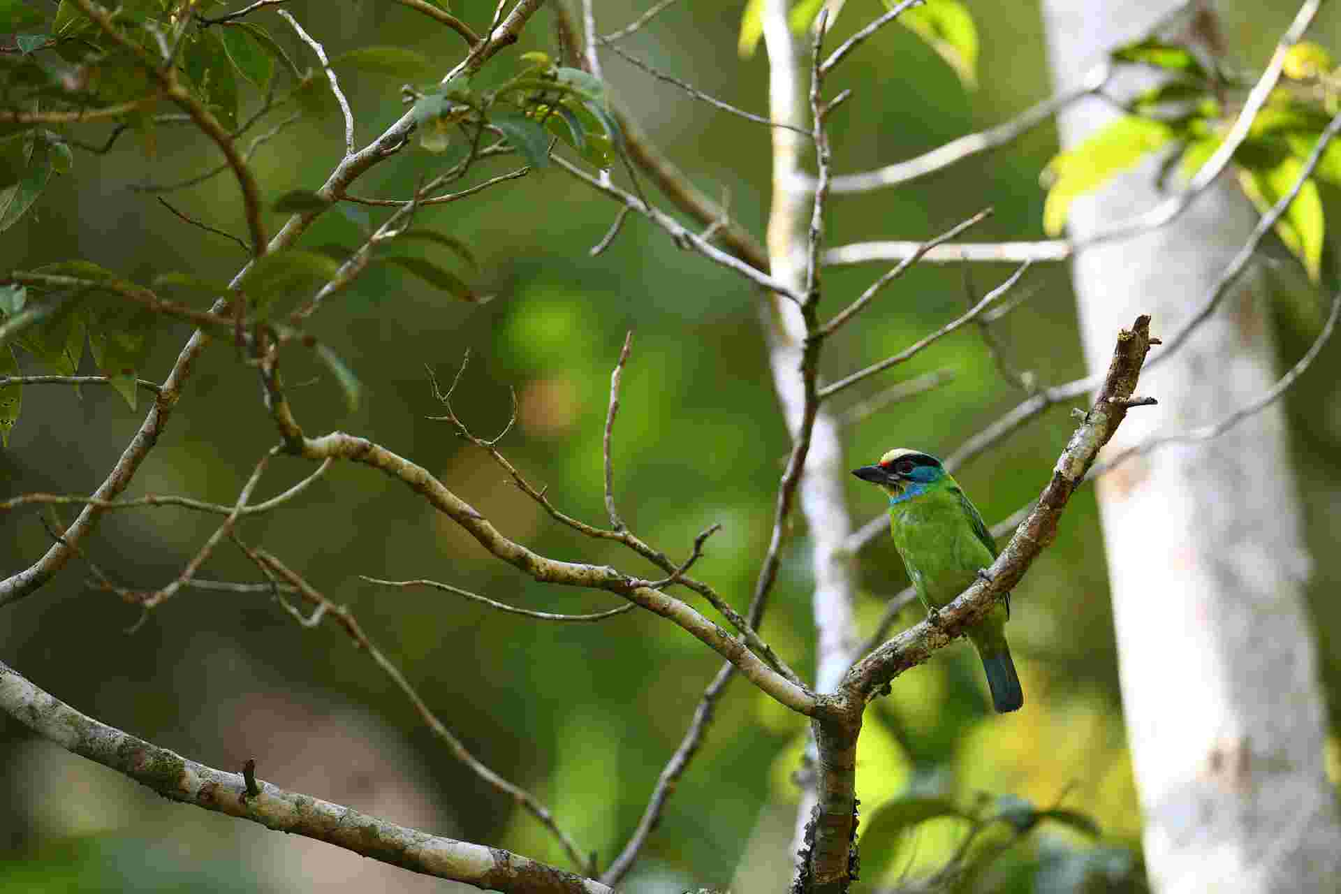 Indochinese Barbet - Cu rốc 