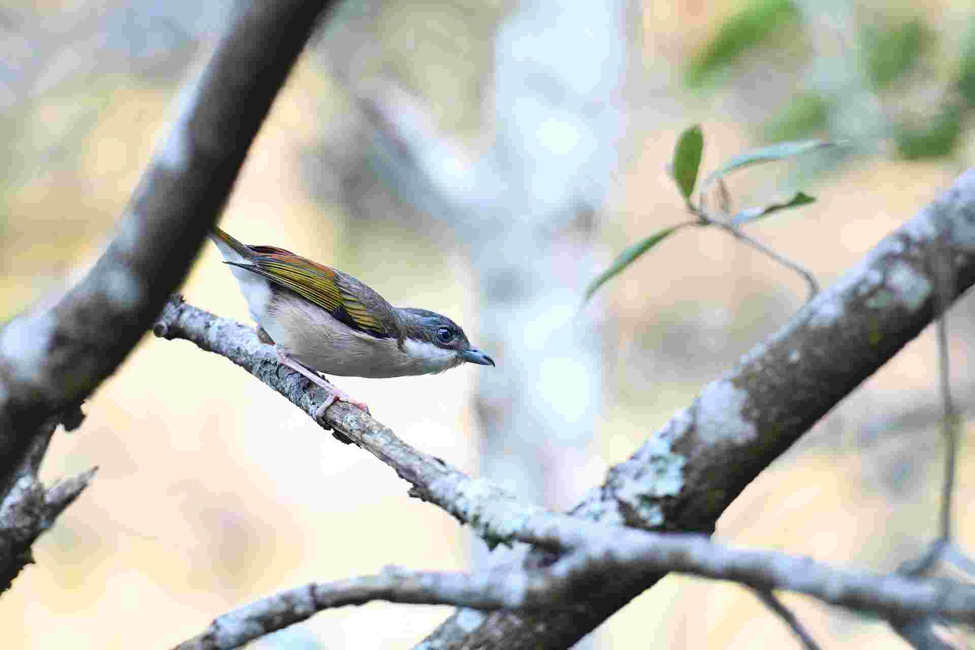 Da Lat Shrike Babbler - Female