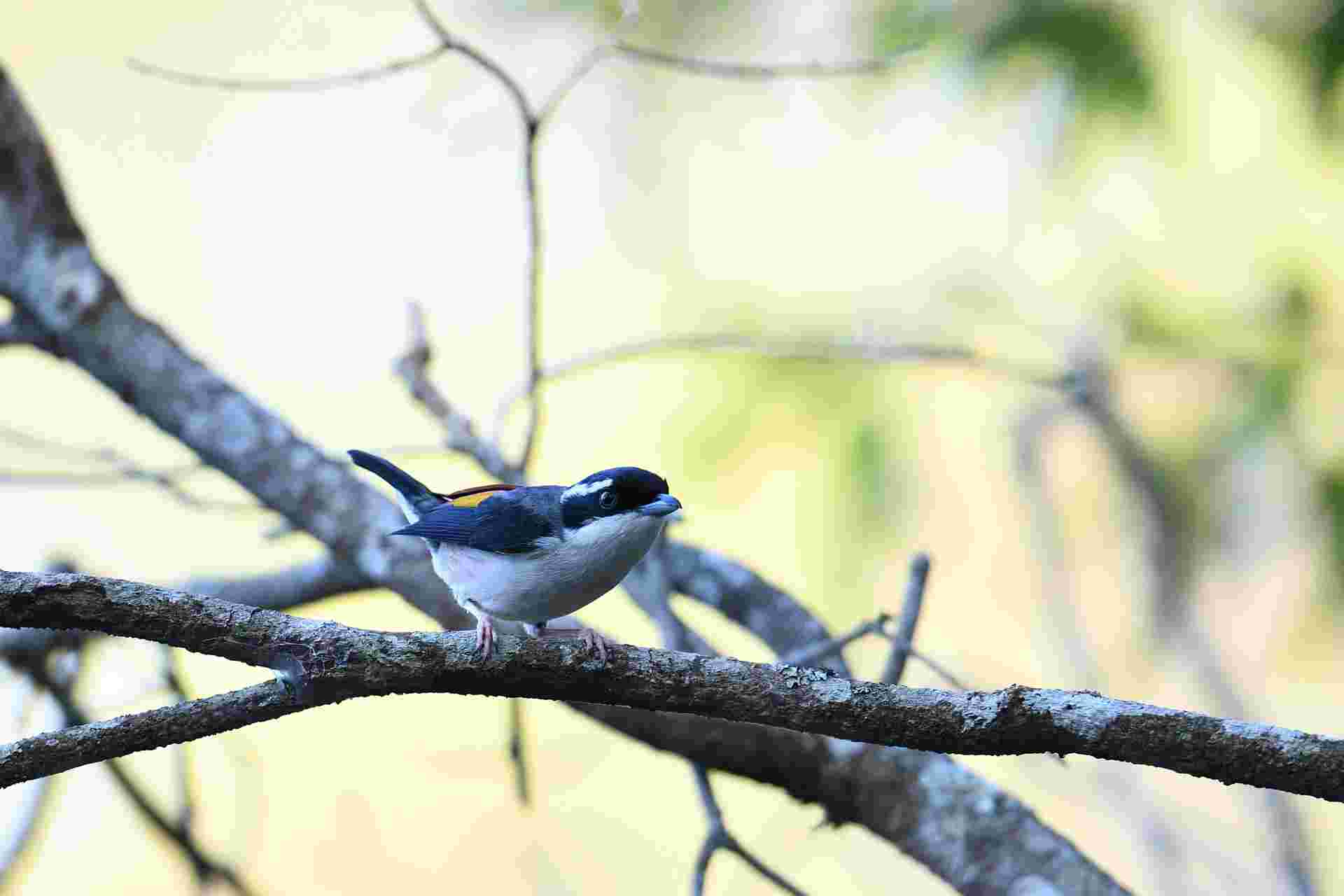 Da Lat Shrike Babbler - Male 