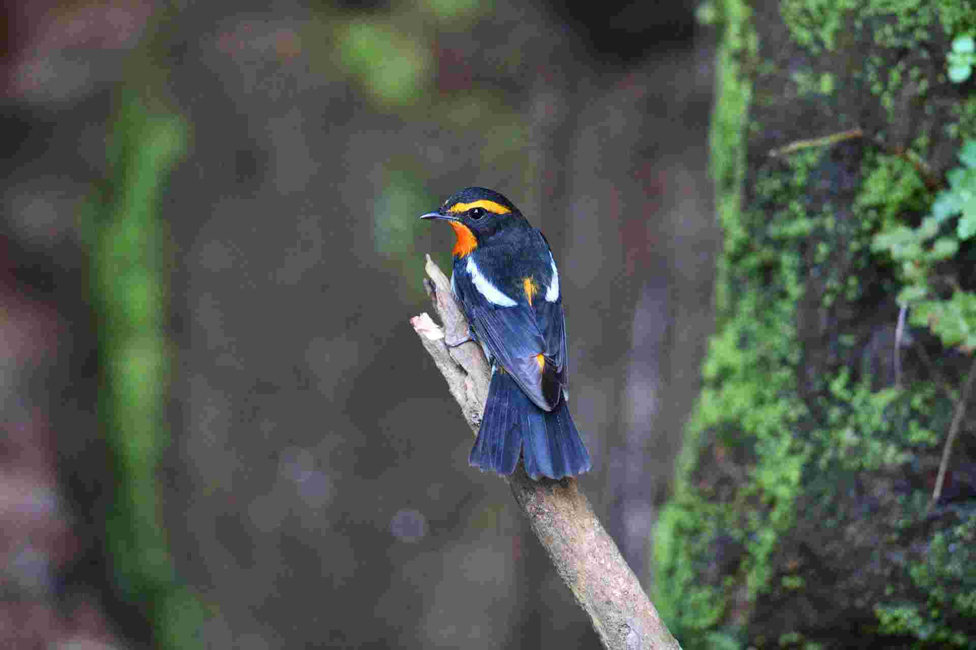 Narcissus Flycatcher - Đớp ruồi lưng vàng 