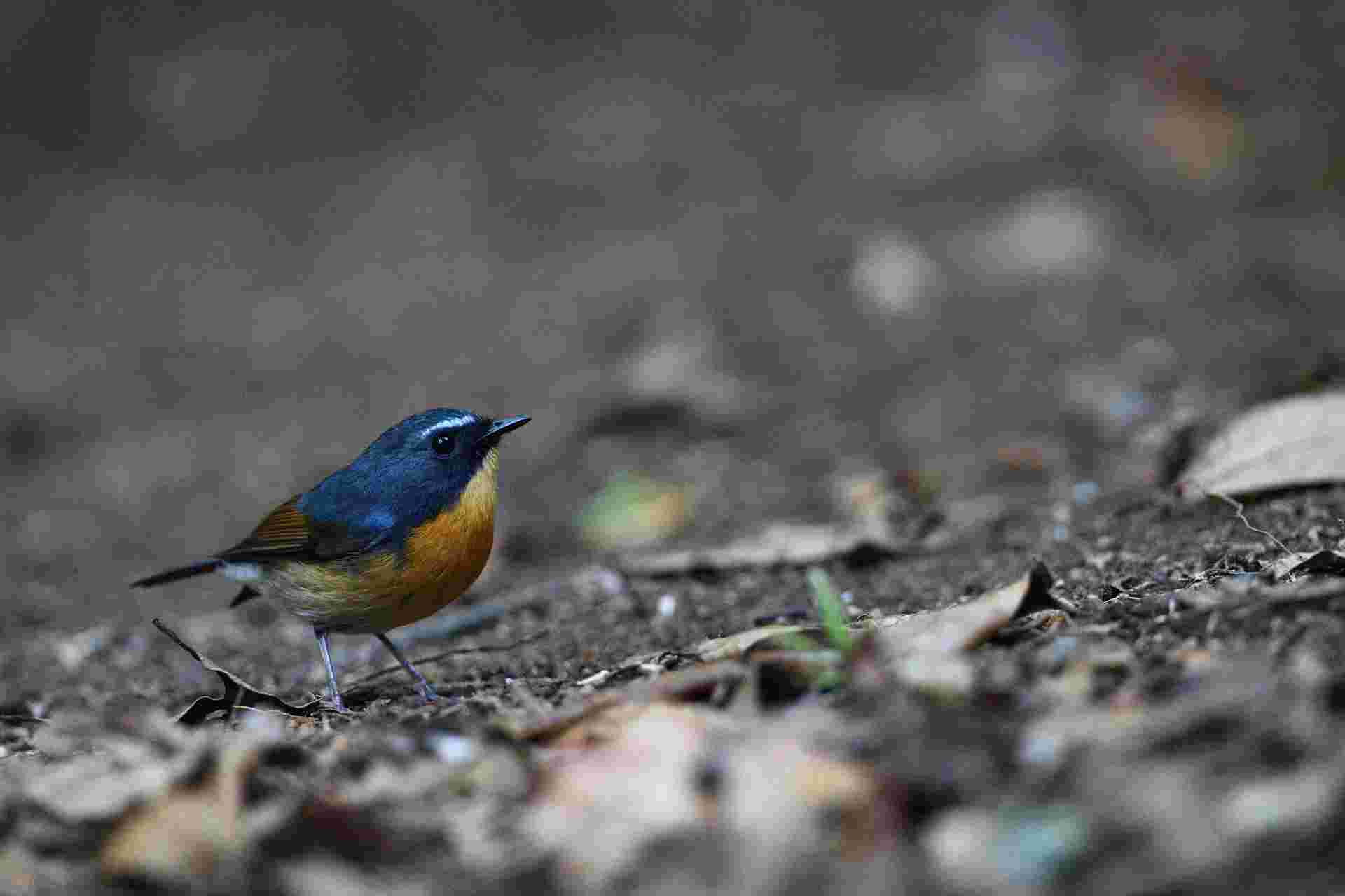 Snowy-browed Flycatcher - Đớp ruồi mày trắng - MALE