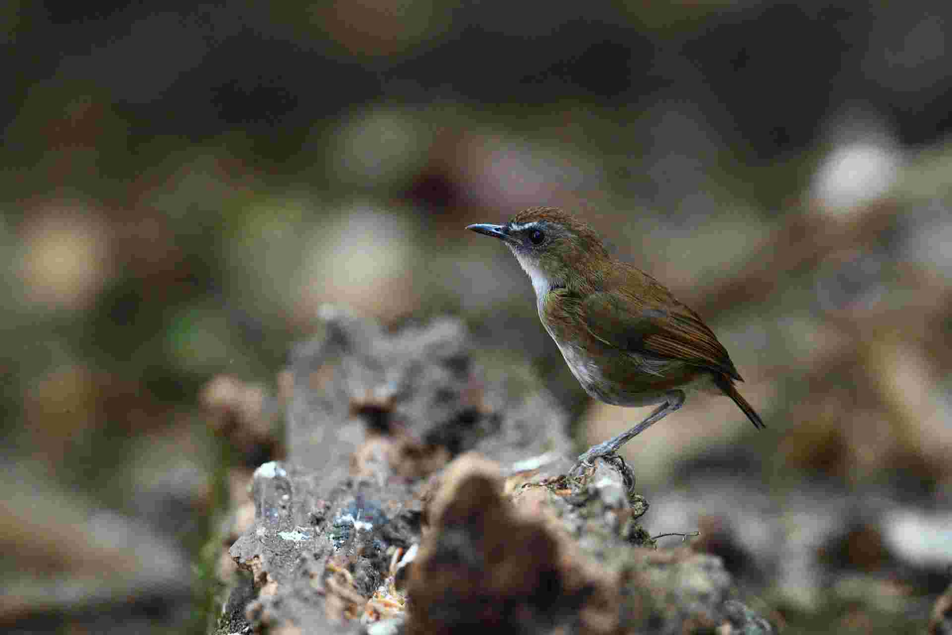 Snowy-browed Flycatcher - Đớp ruồi mày trắng - Female