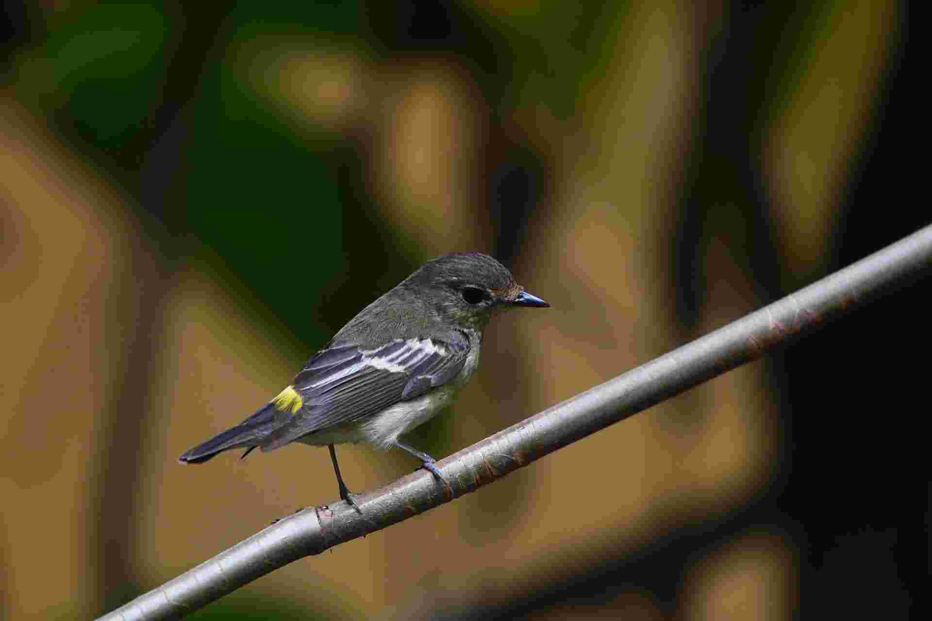 Green-backed Flycatcher