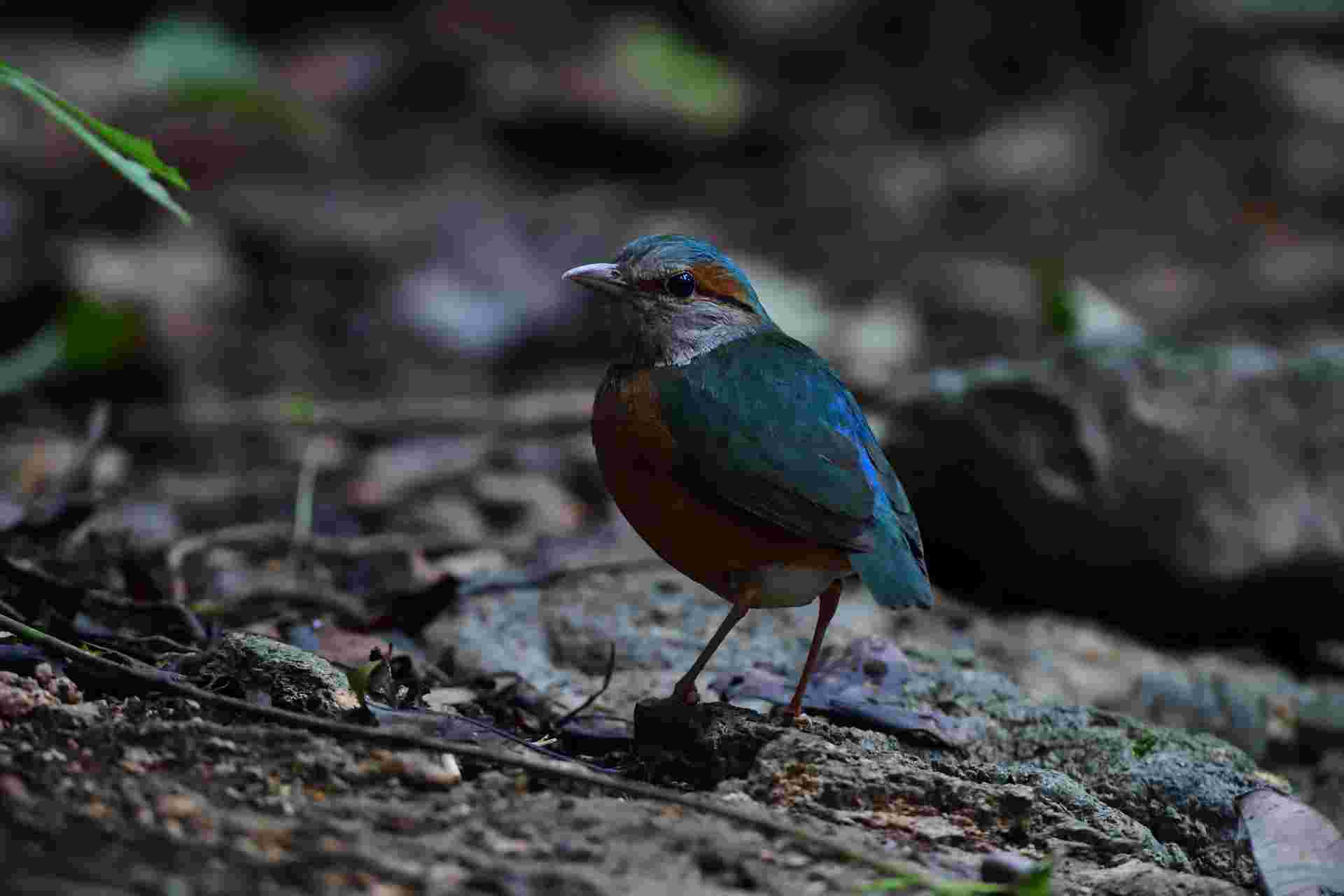 Blue-rumped Pitta - Male