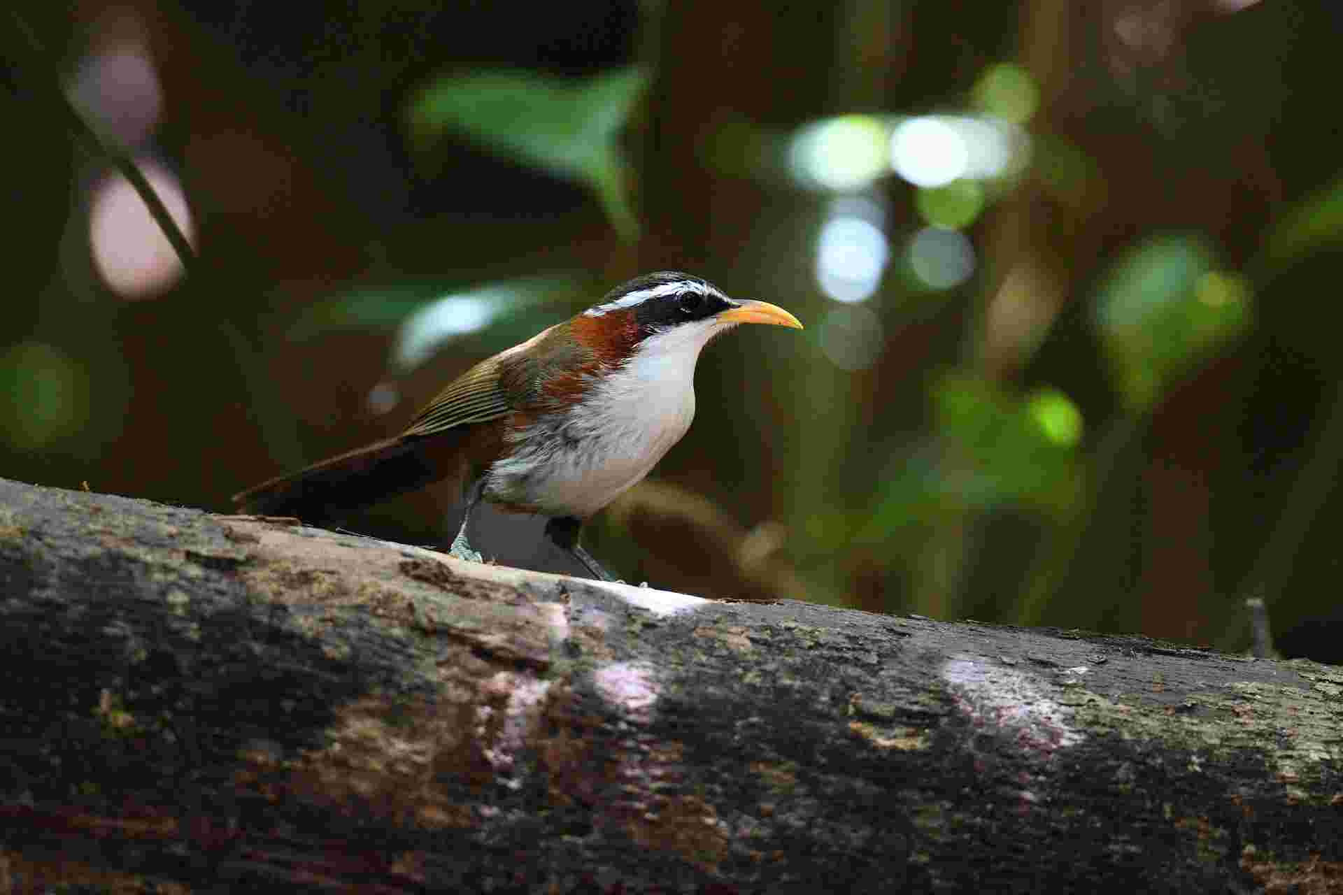 White-browed Scimitar Babbler - Hoạ mi đất mày trắng