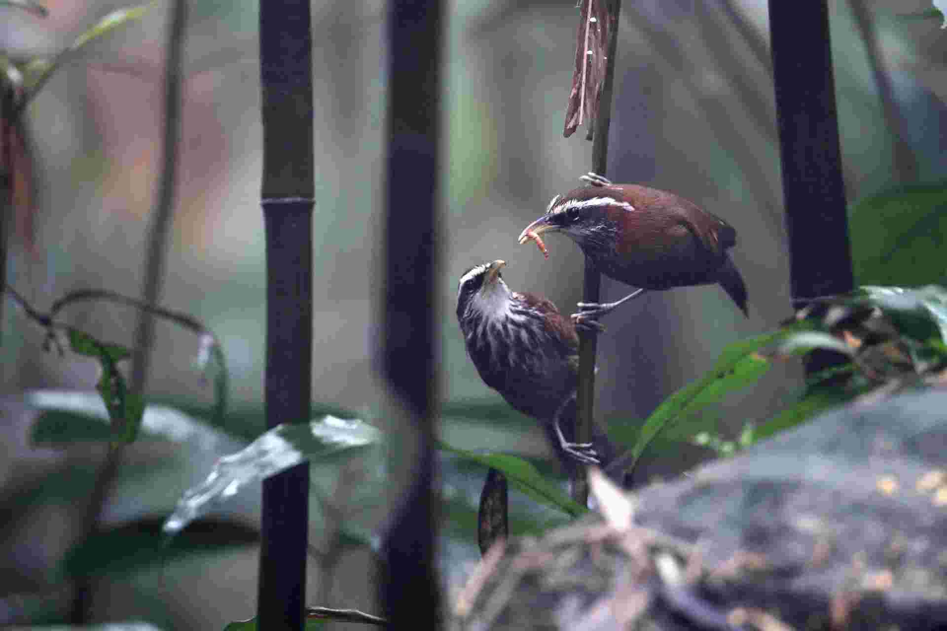 Streak-breasted Scimitar Babbler - Hoạ mi đất ngực luốc