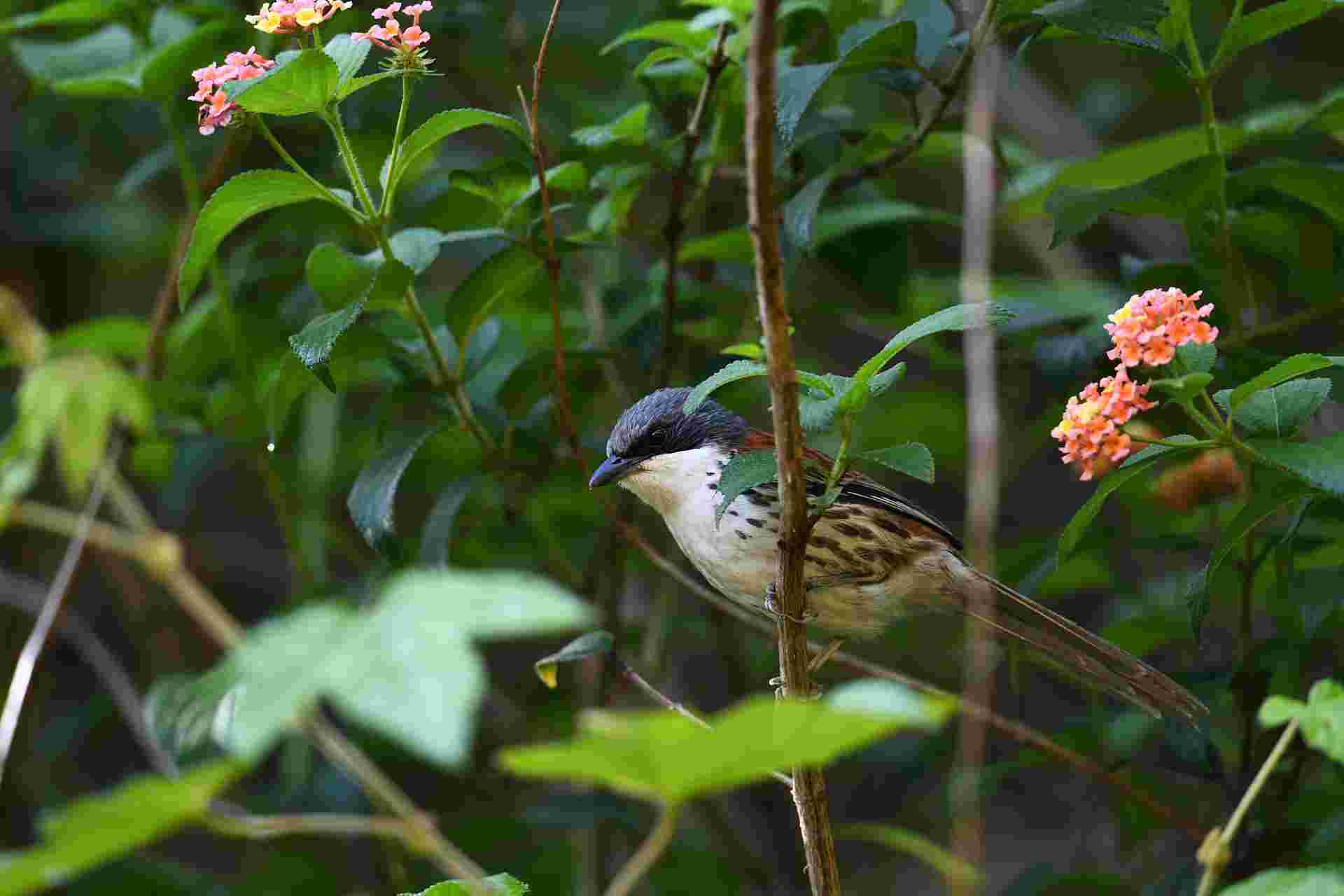 Grey-crowned Crocias - Mi Langbiang 