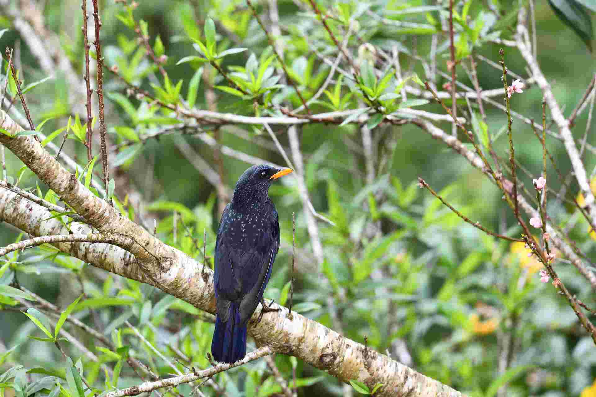 Blue whistling Thrush - Hoét lam