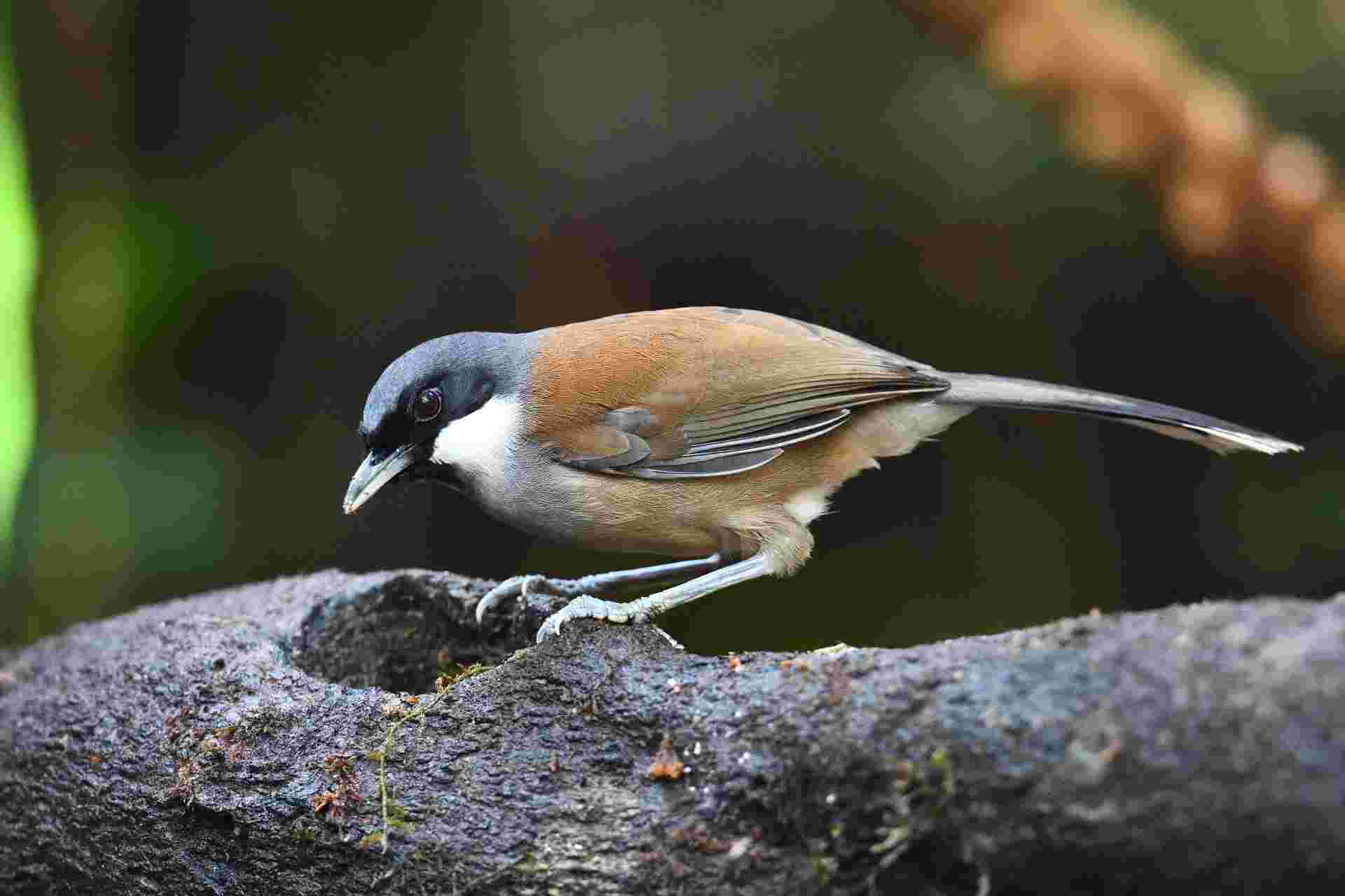 Black-throated Laughing Thrush - Khướu bạc má