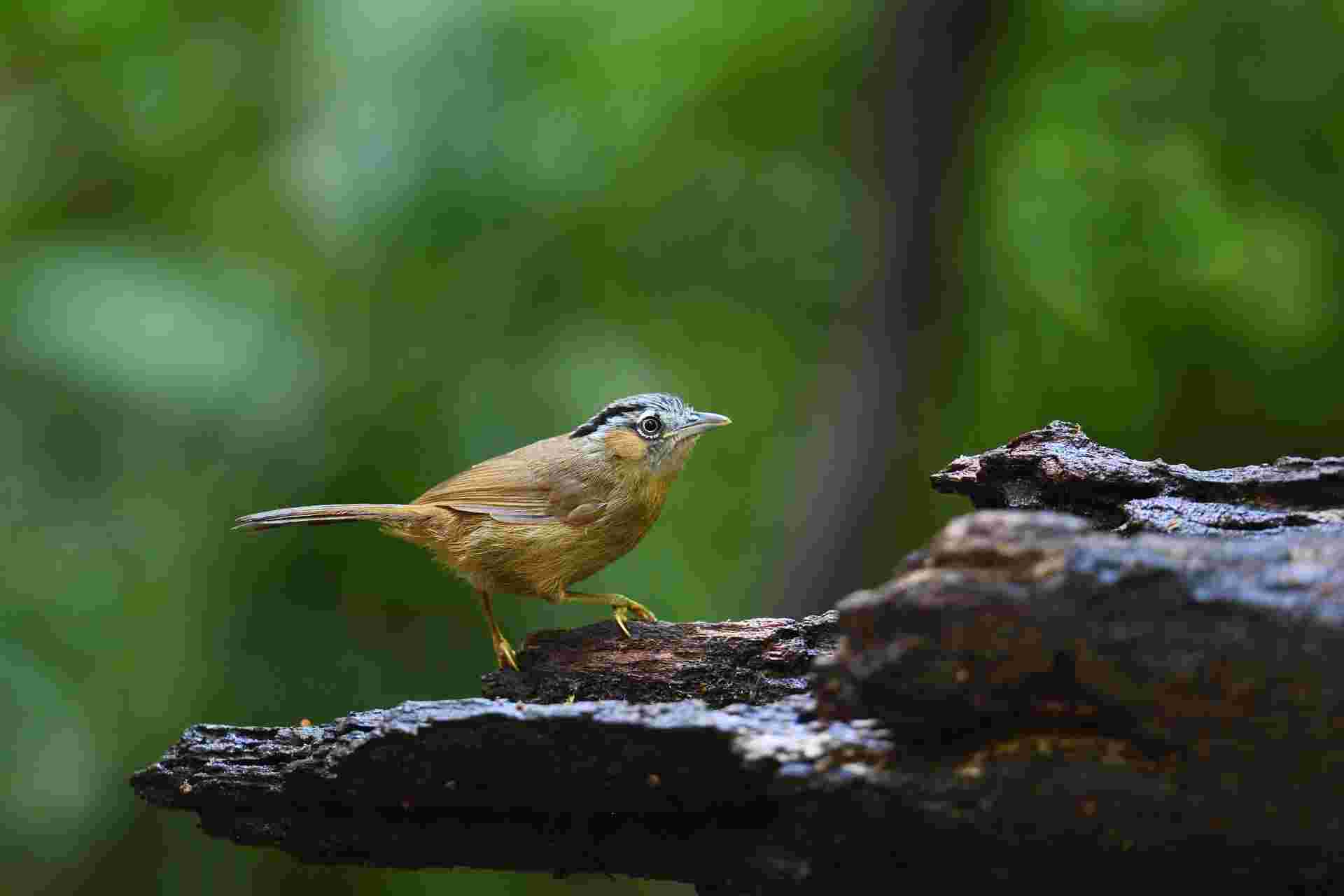 Grey-throated Babbler - Khướu bụi đầu đen