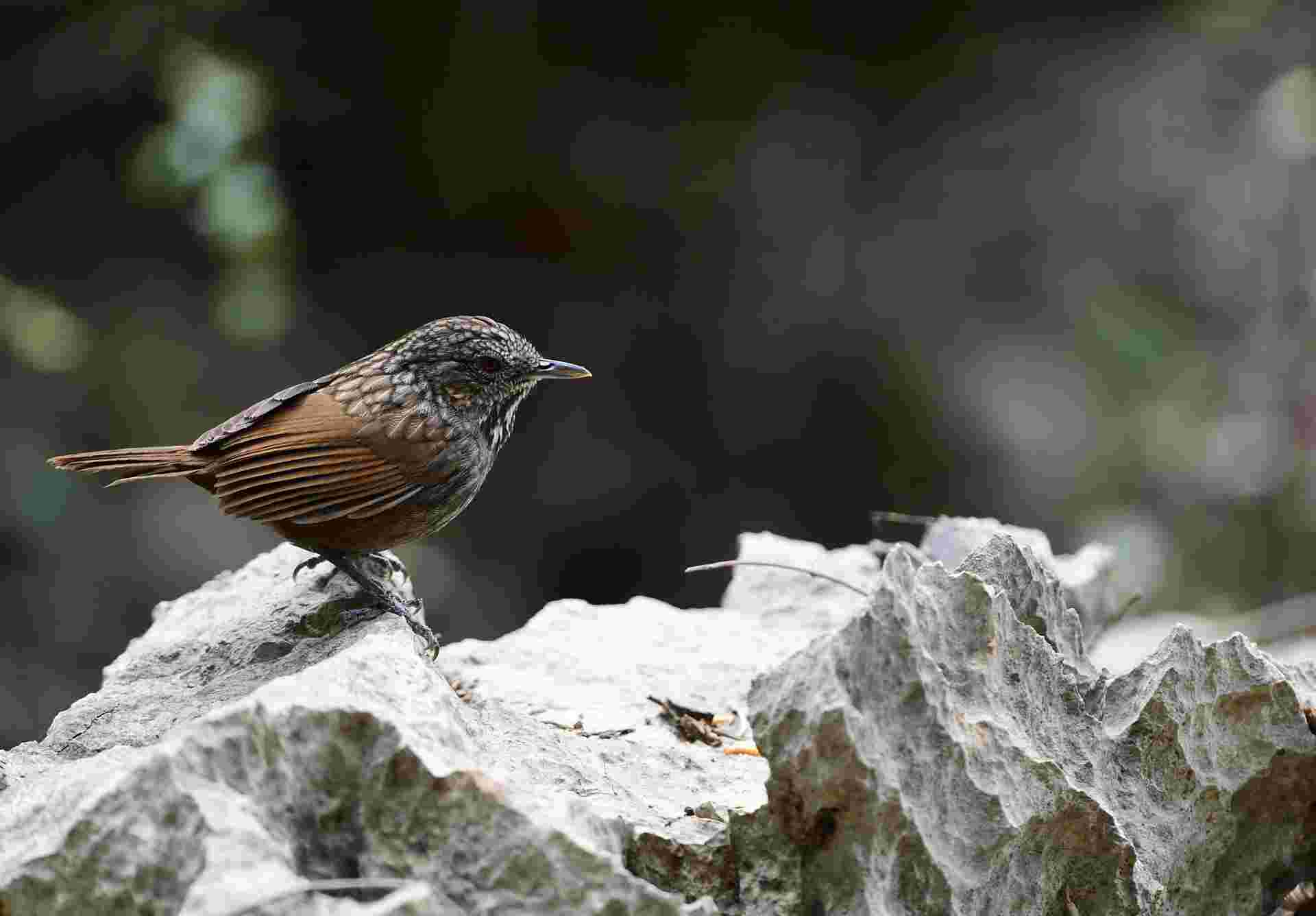 Limestone wren-babbler - Khướu đá hoa