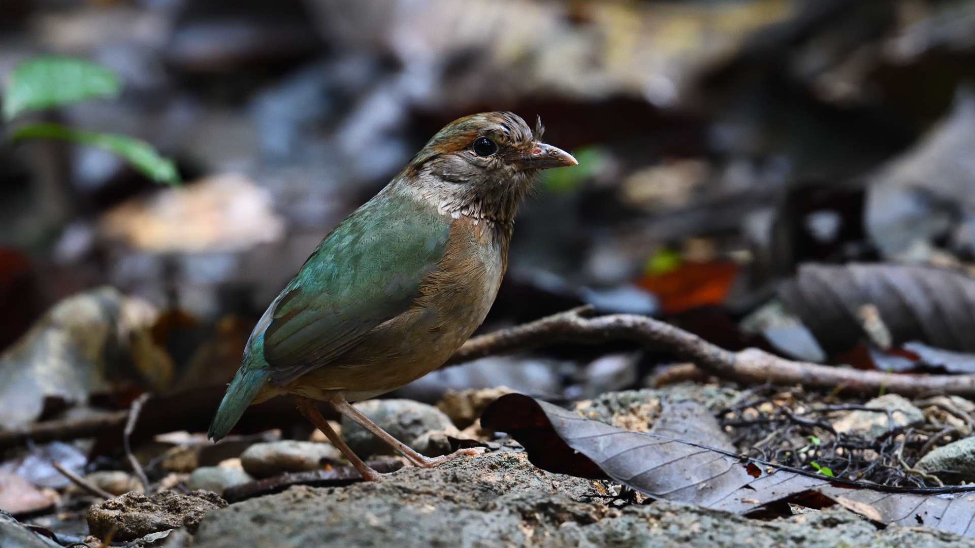 Blue-rumped Pitta - Female