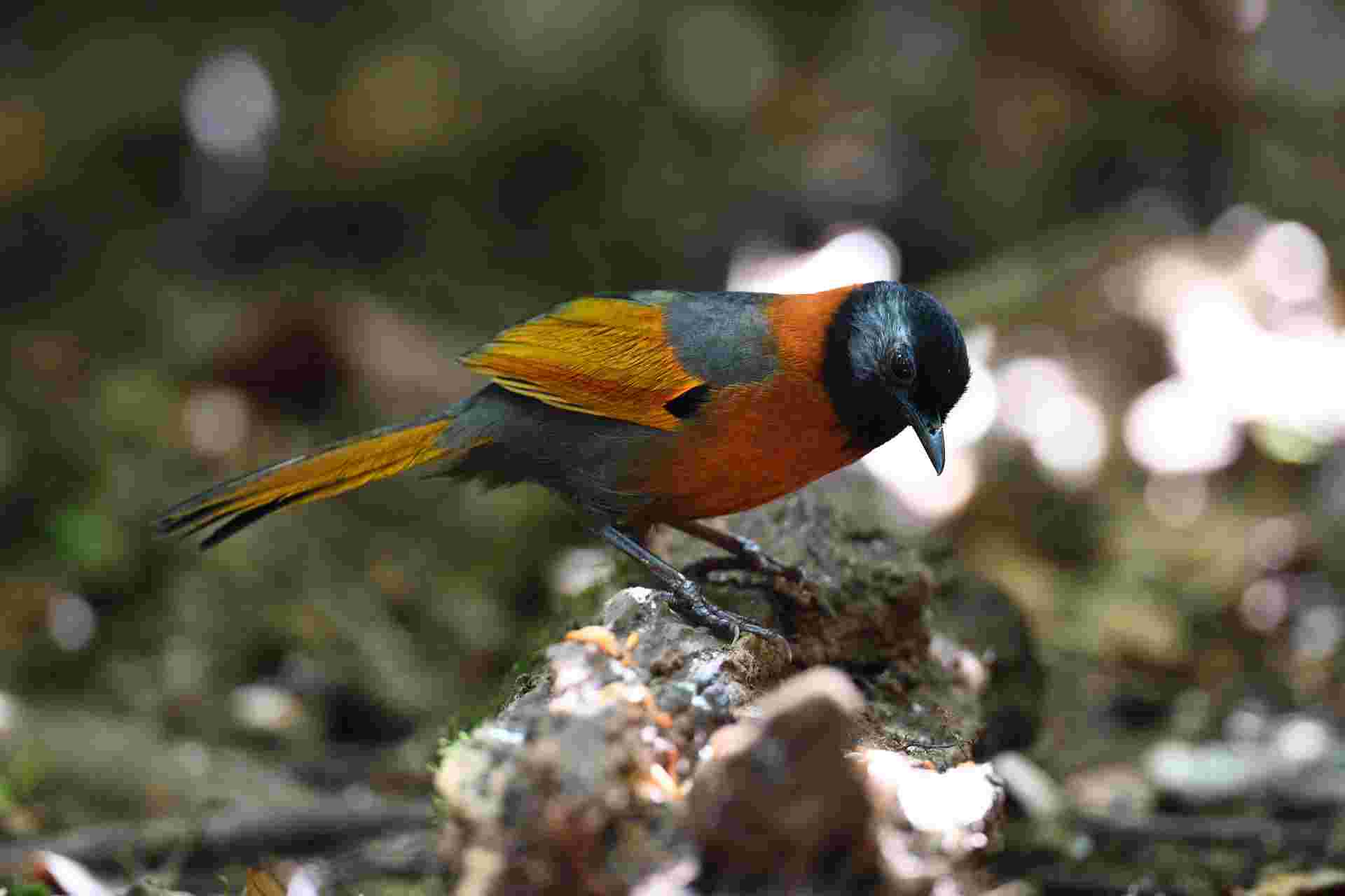 Collared laughingthrush - Khướu đầu đen má xám