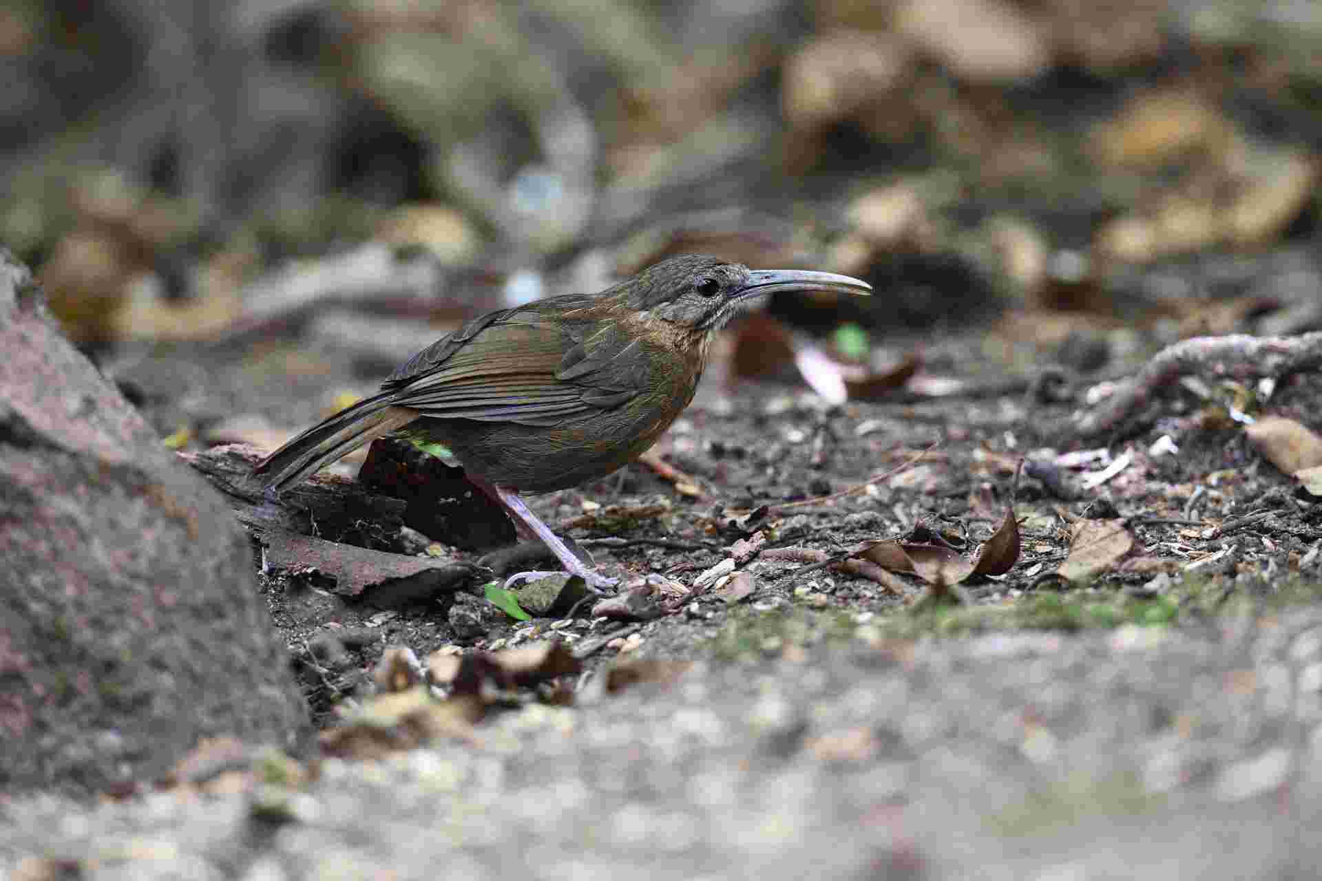 Indochinese Wren Babbler - Khướu mỏ dài