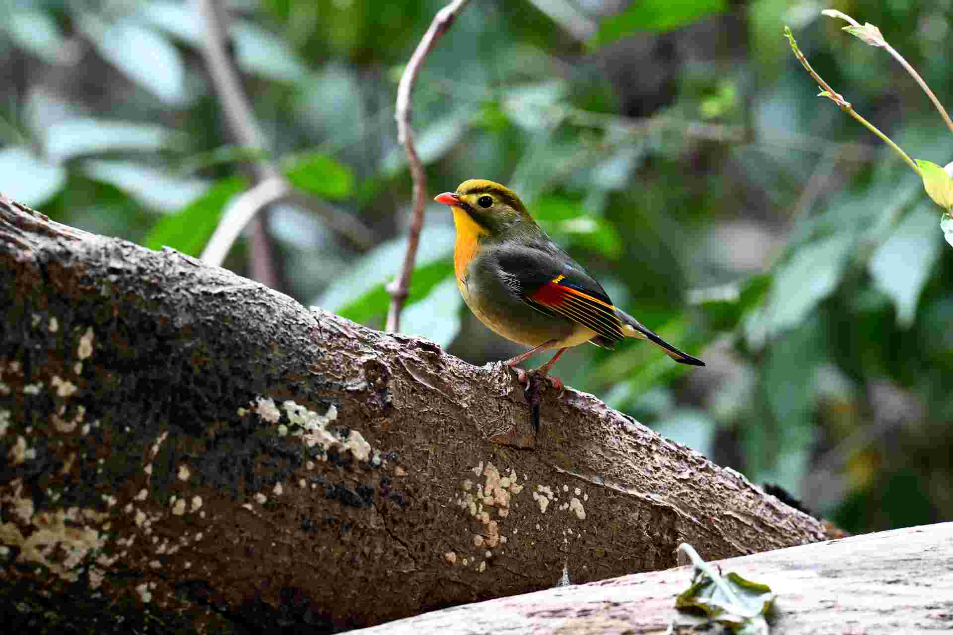 Red-billed leiothrix - Kim Oanh mỏ đỏ