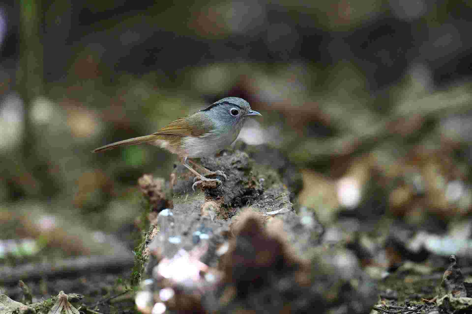 Mountain Fulvetta - Lách tách vành mắt