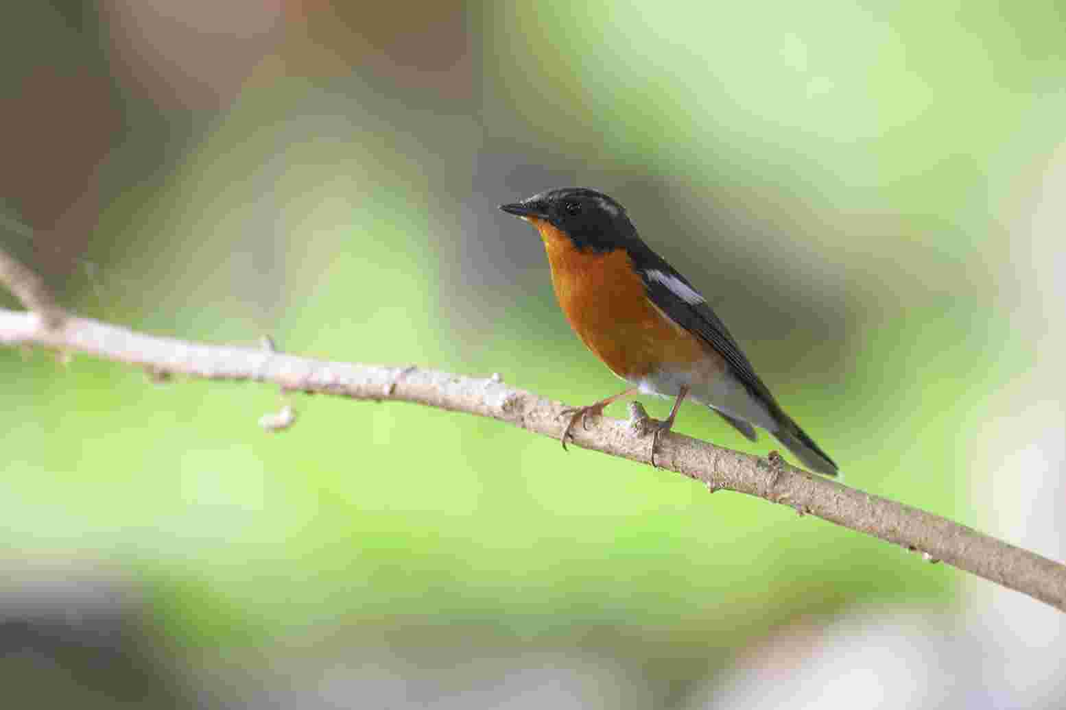 Mugimaki Flycatcher