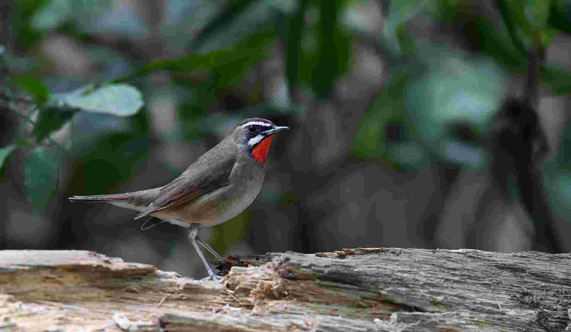 Siberian rubythroat - Oanh cổ đỏ - Male