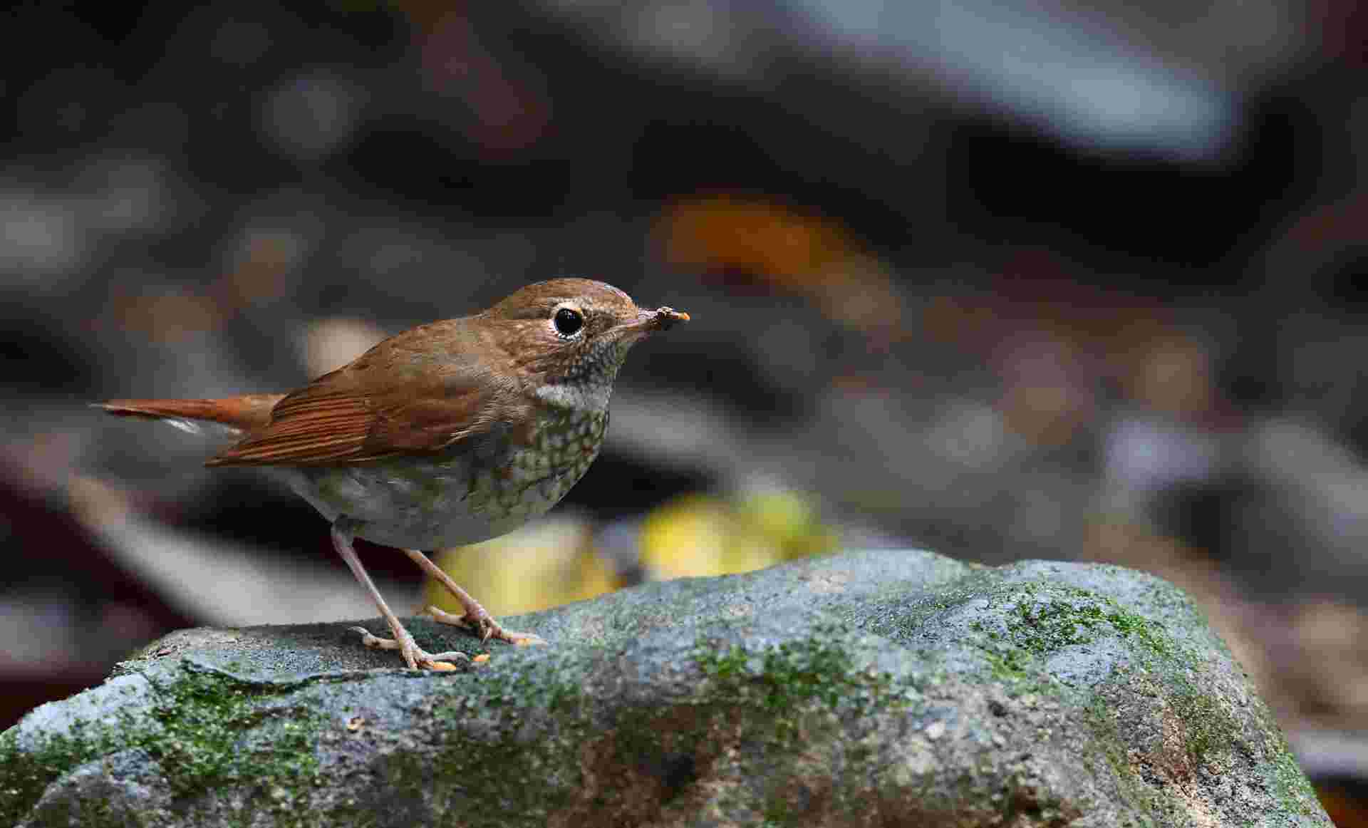 Rufous Tailed Robin - Oanh cổ trắng