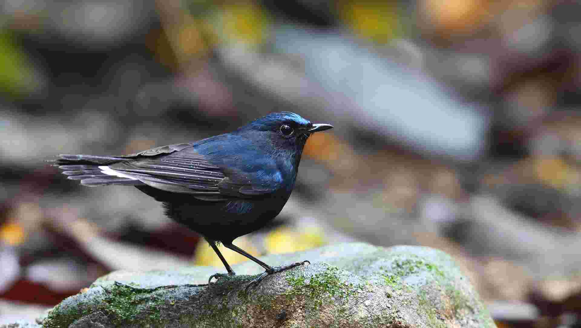 White tailed Robin - Oanh đuôi trắng - Male