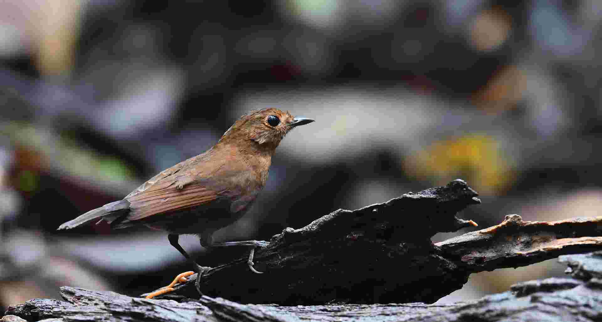 White tailed Robin - Oanh đuôi trắng - Female