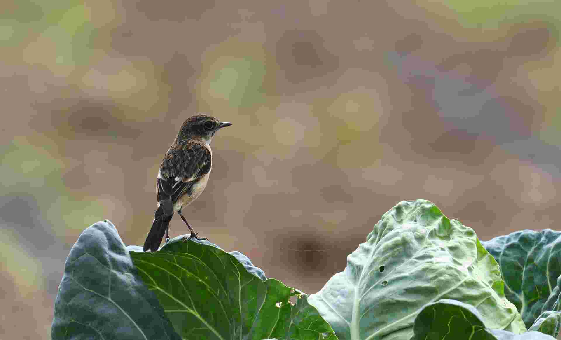 Grey bush chat - Sẻ bụi đầu đen